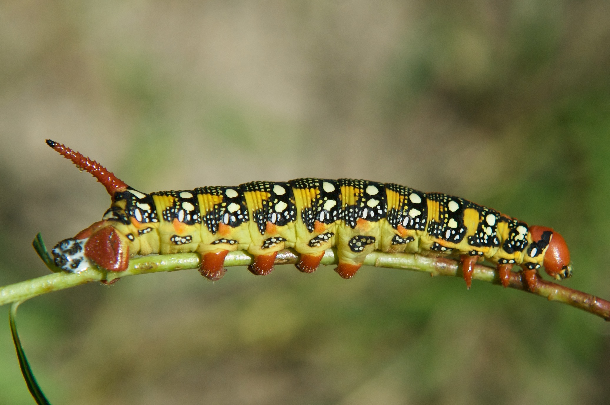 Leafy Spurge Hawk Moth (Hyles euphorbiae) (Caterpillar)