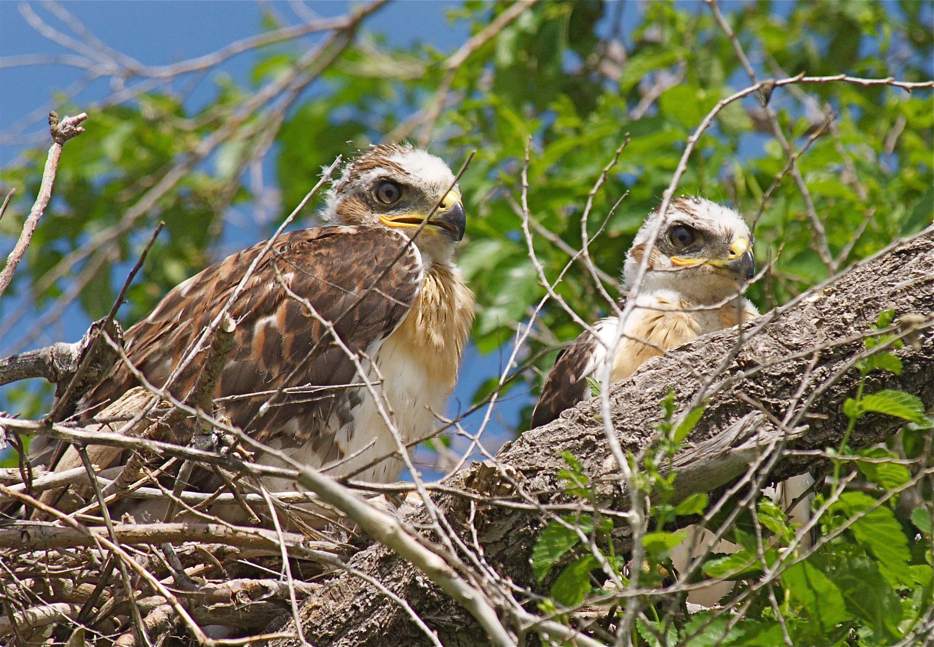 Red-Tailed Hawk Fledglings