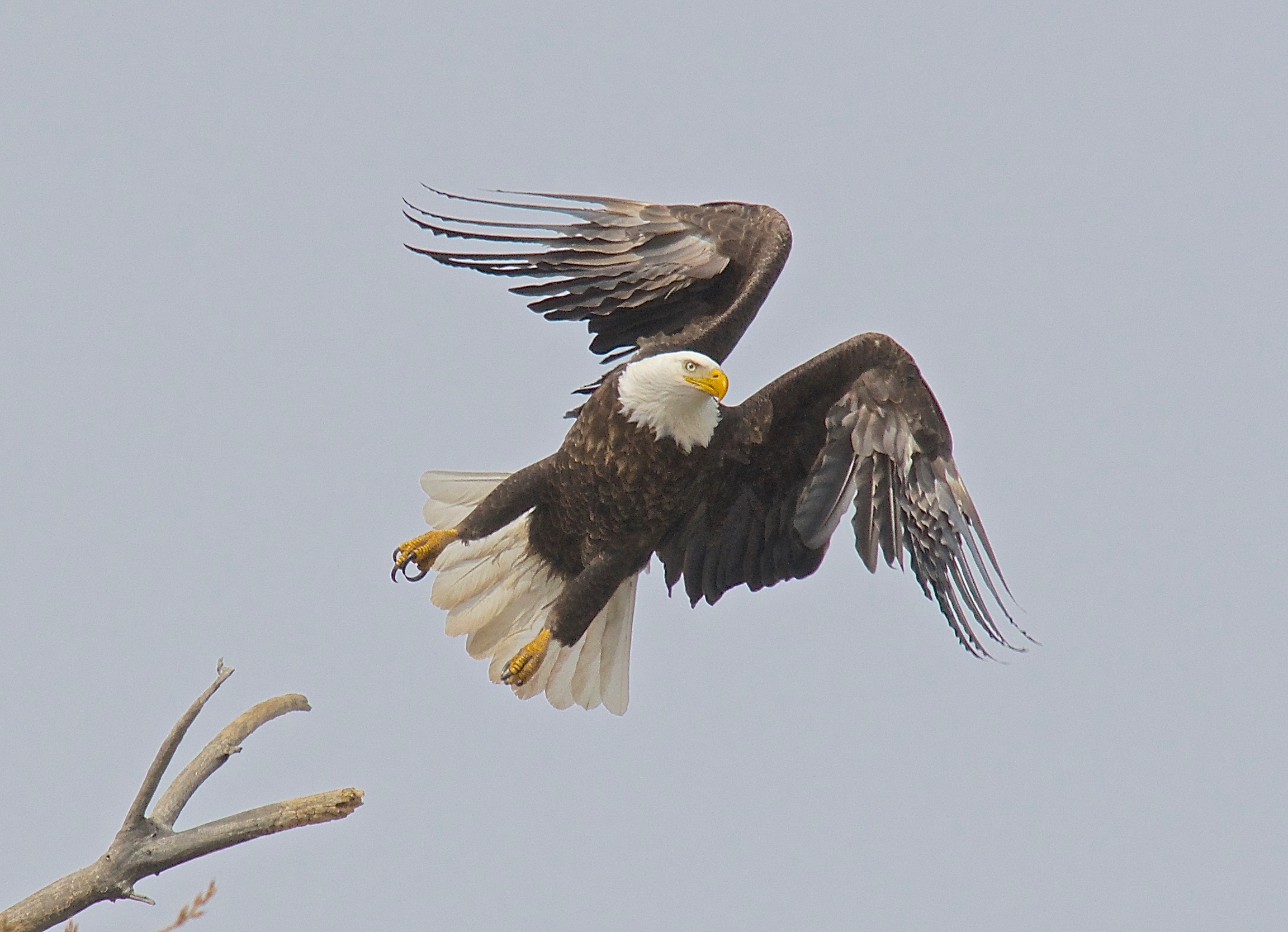 Bald Eagle Version 2