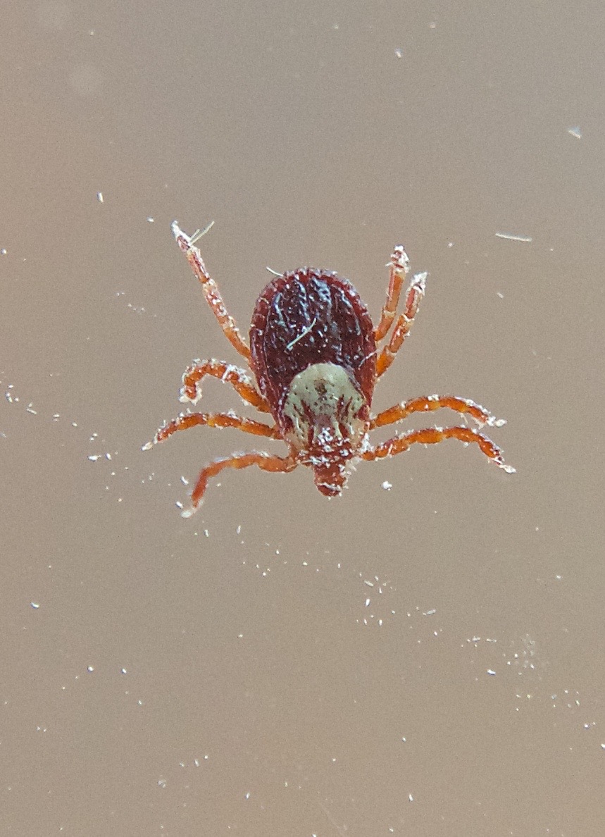 Rocky Mountain Wood Tick (Dermacentor andersoni) (Buttes)