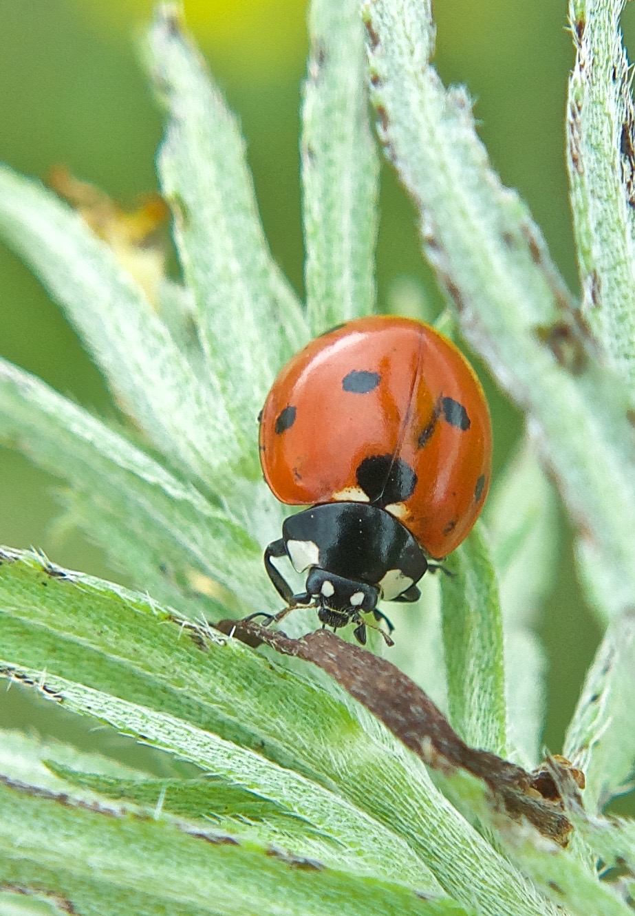 Seven-Spotted Lady Beetle