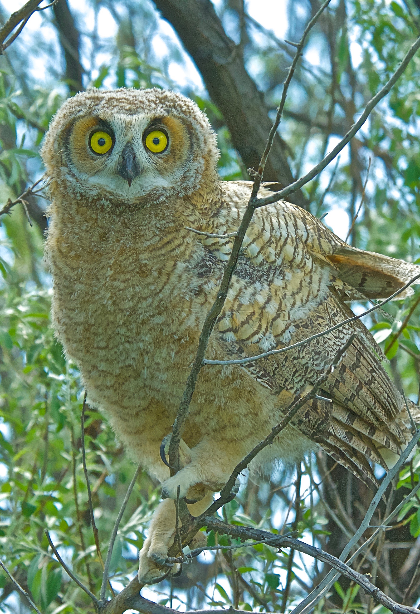 Young Great-Horned Owl
