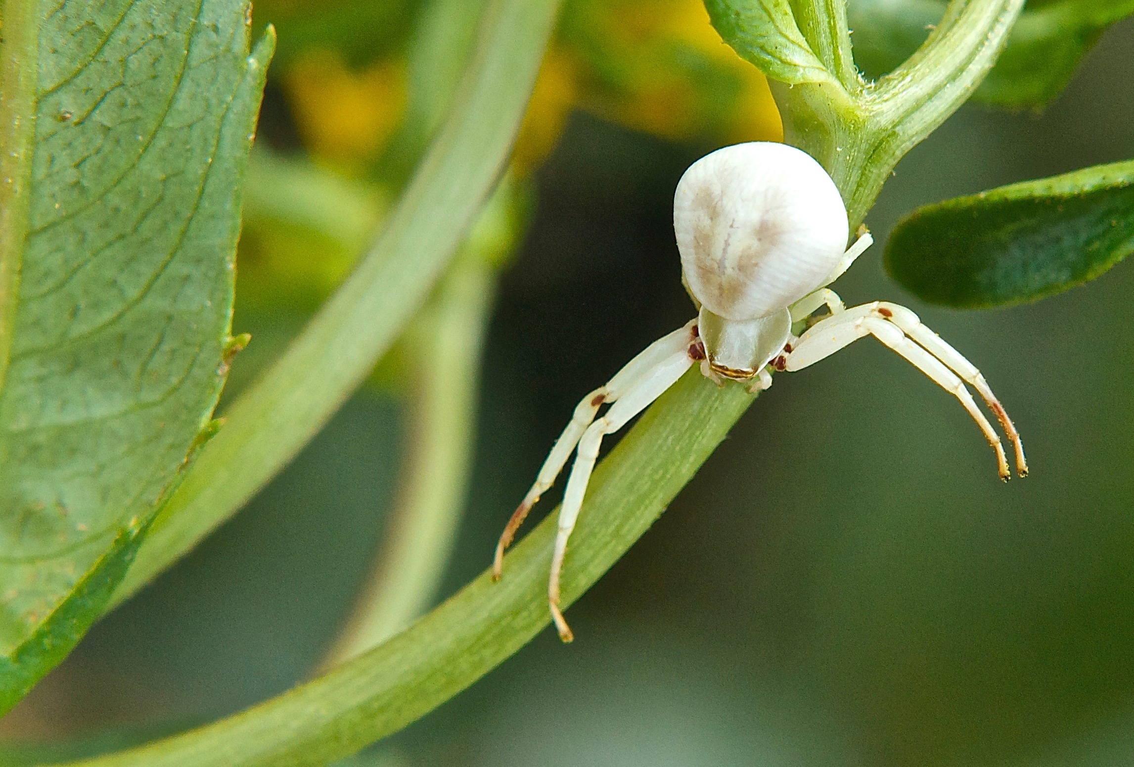 Flower Spider (Misumena vatia)