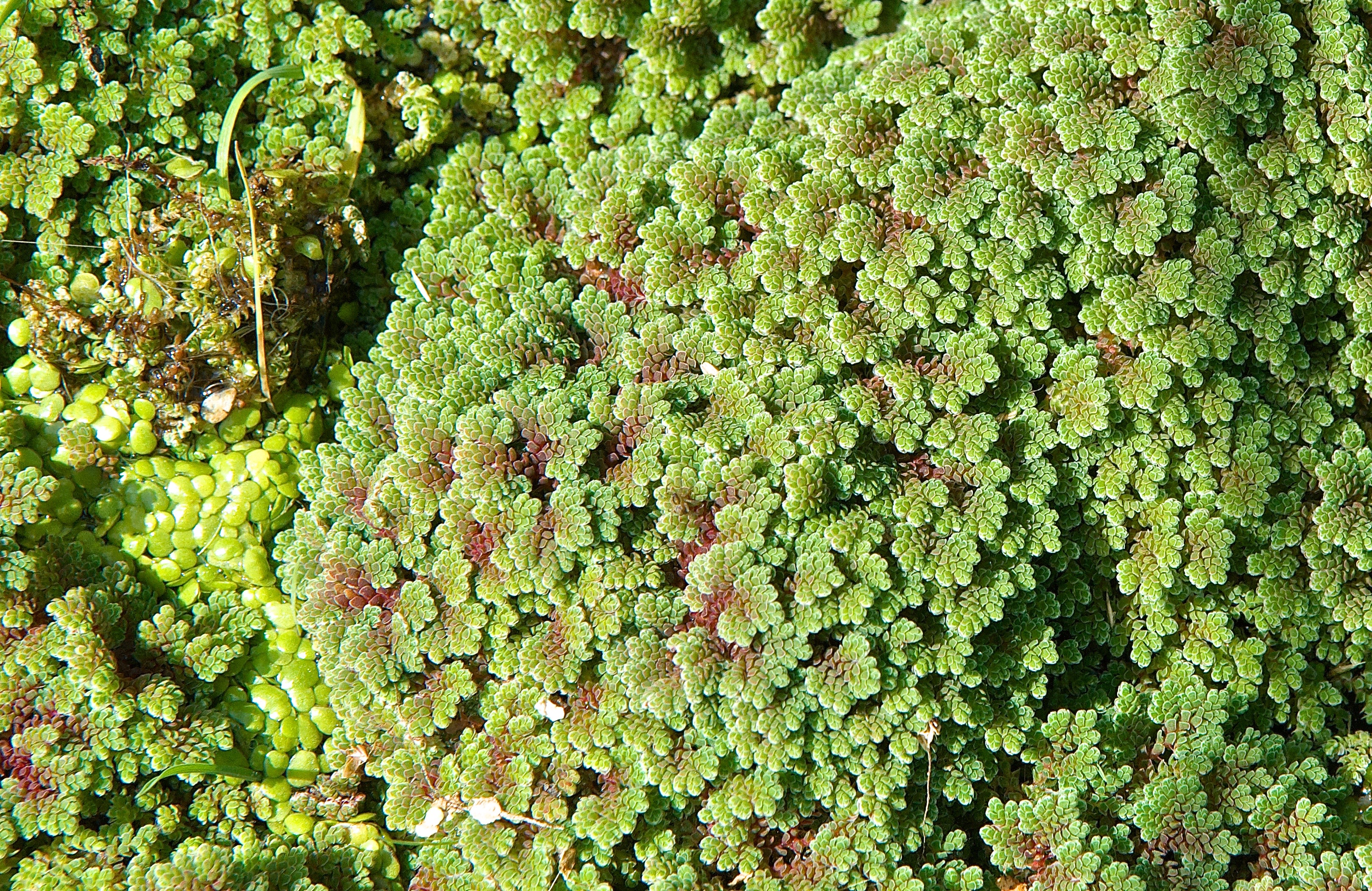 Mosquitofern ( Azolla neomexicana)