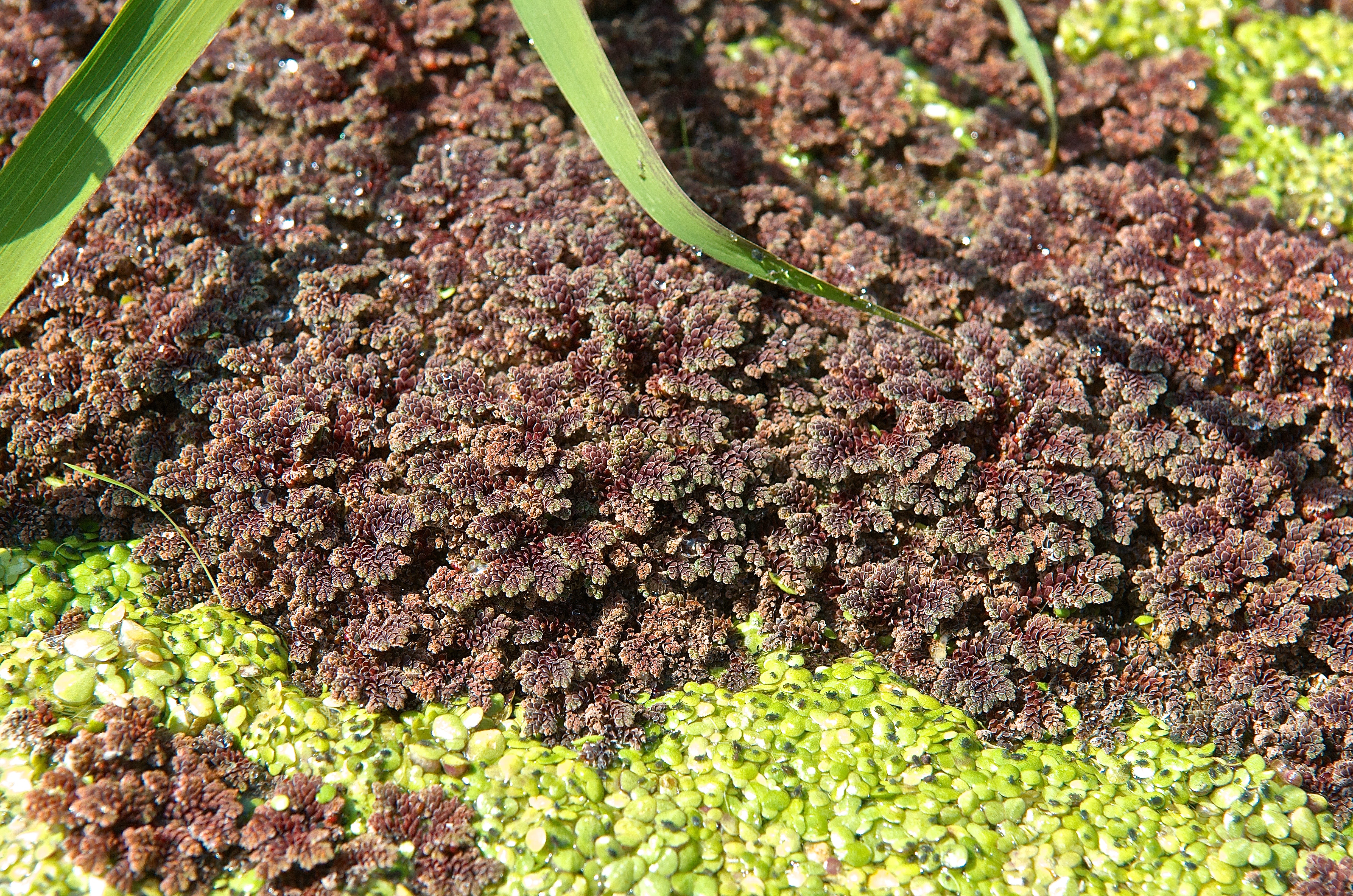 Mosquitofern ( Azolla neomexicana)