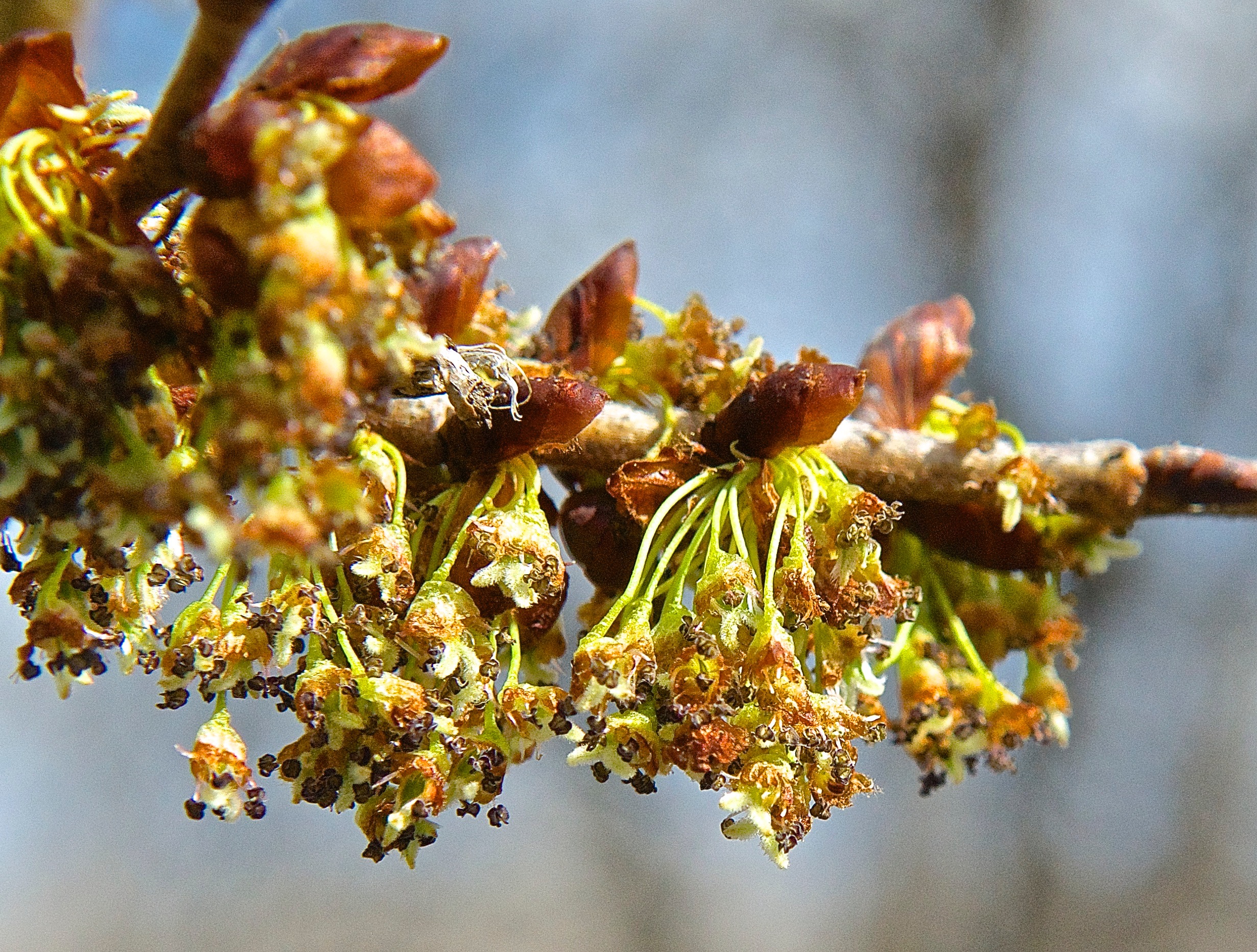 Elm Tree (Chinese?) in Blossom