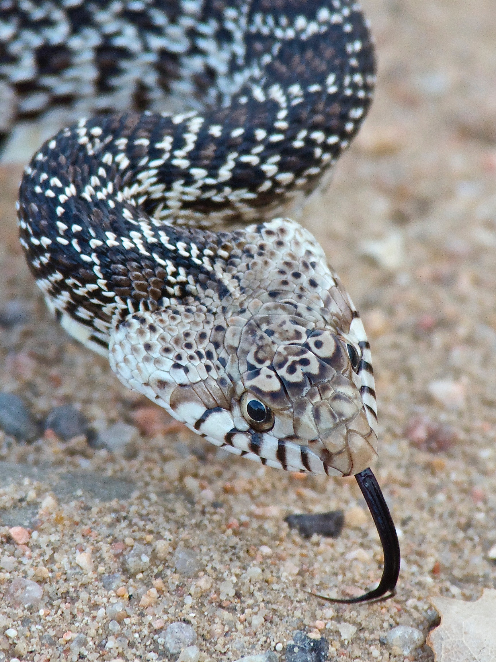 Young Bull Snake