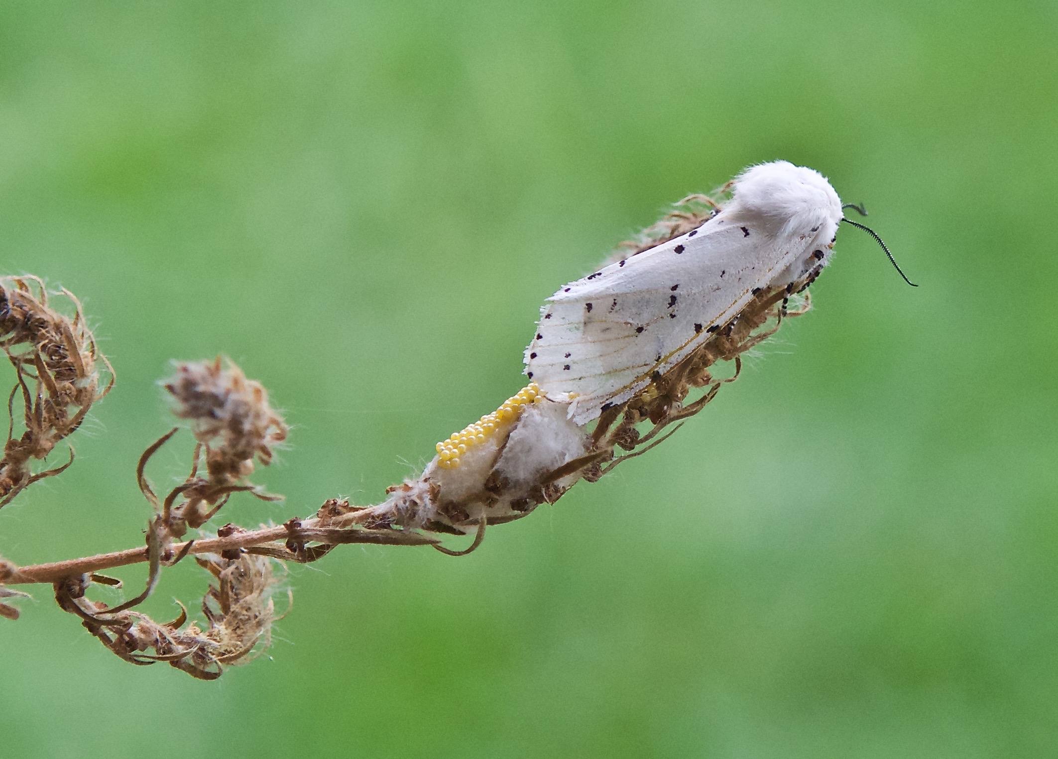 Saltmarsh Caterpillar (Estigmene acrea) (a Wooly Bear)