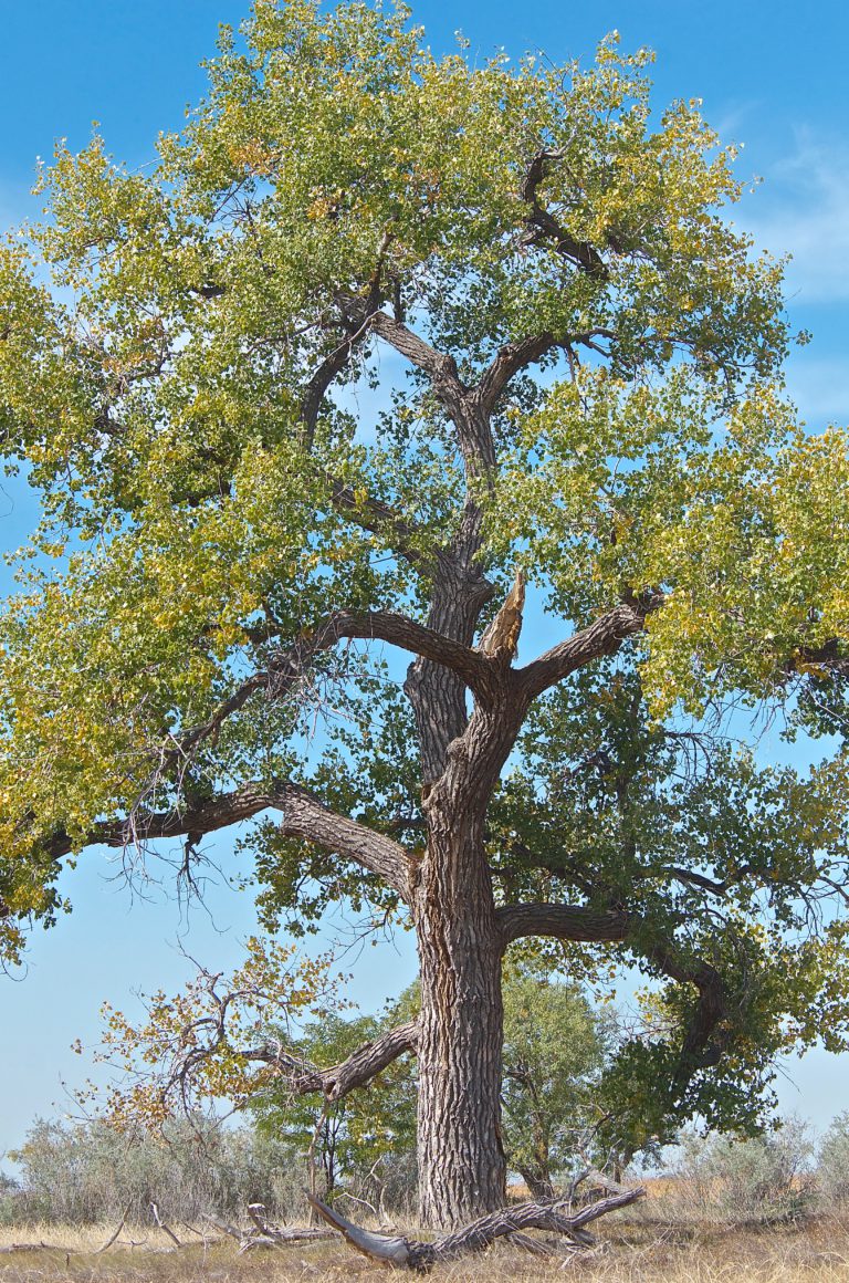 Cottonwood Tree - Plants and Animals of Northeast Colorado