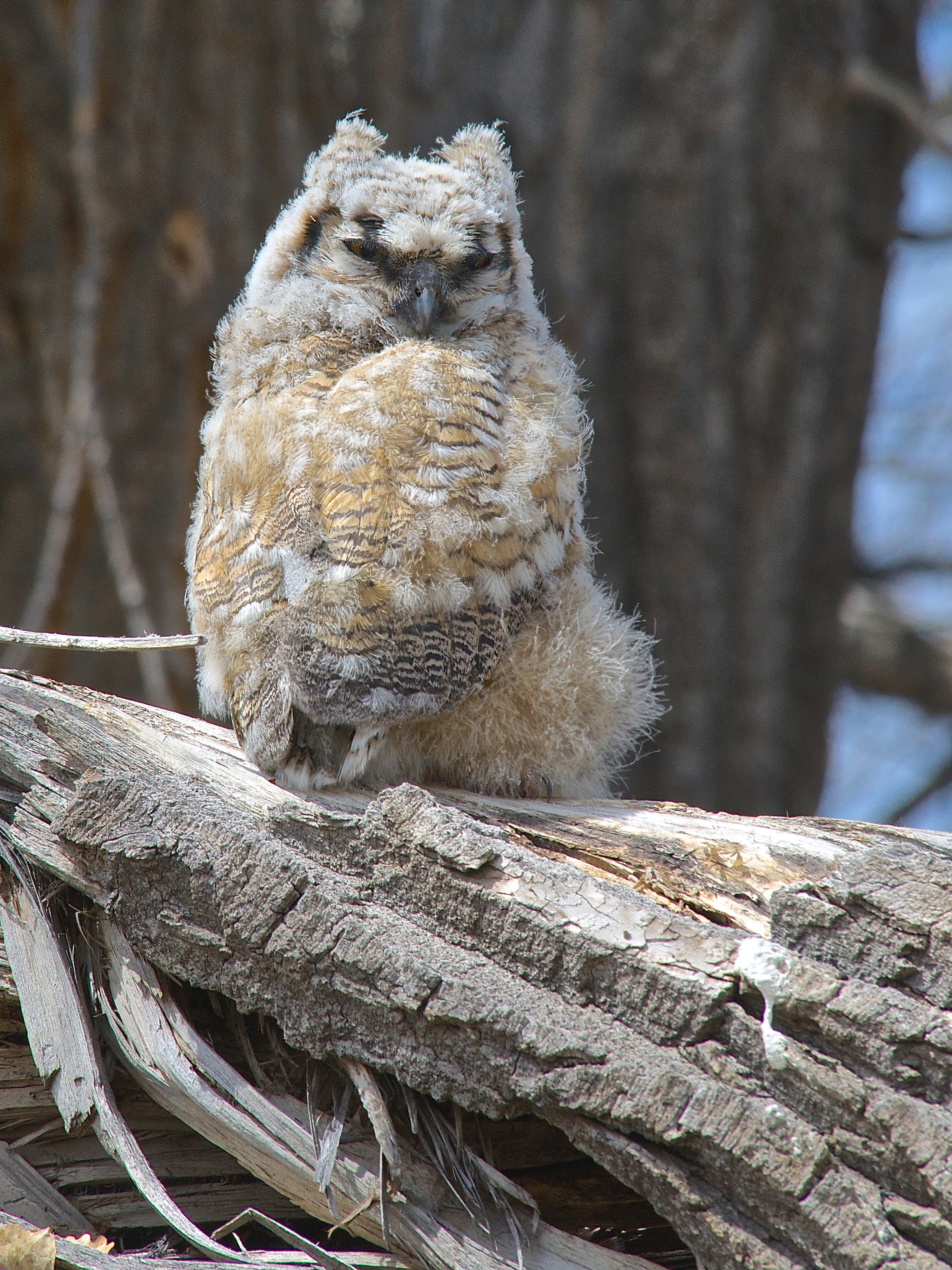 Baby Great-Horned Owl (Fell From Nest)