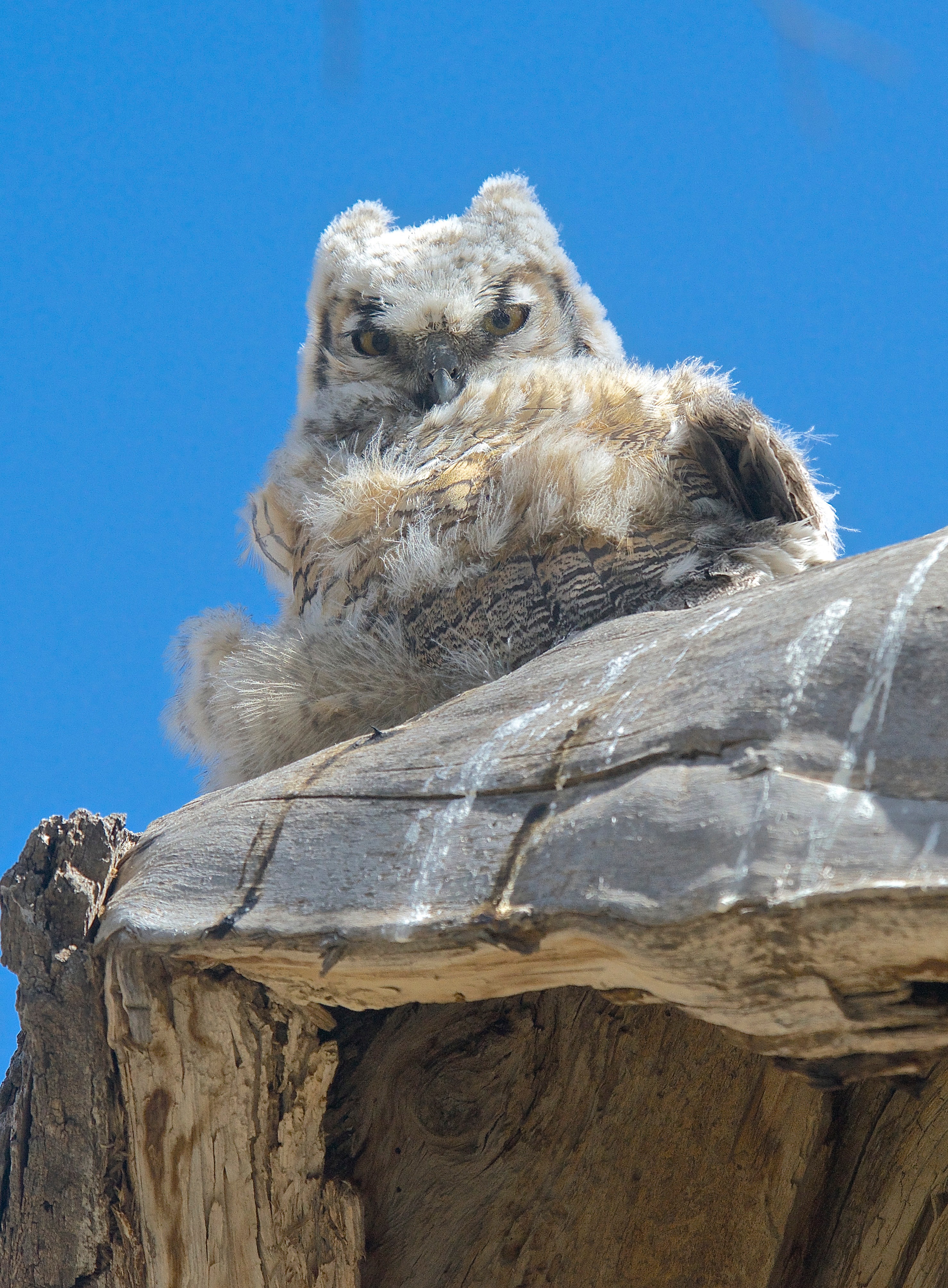 Baby Great-Horned Owl (Fell From Nest)