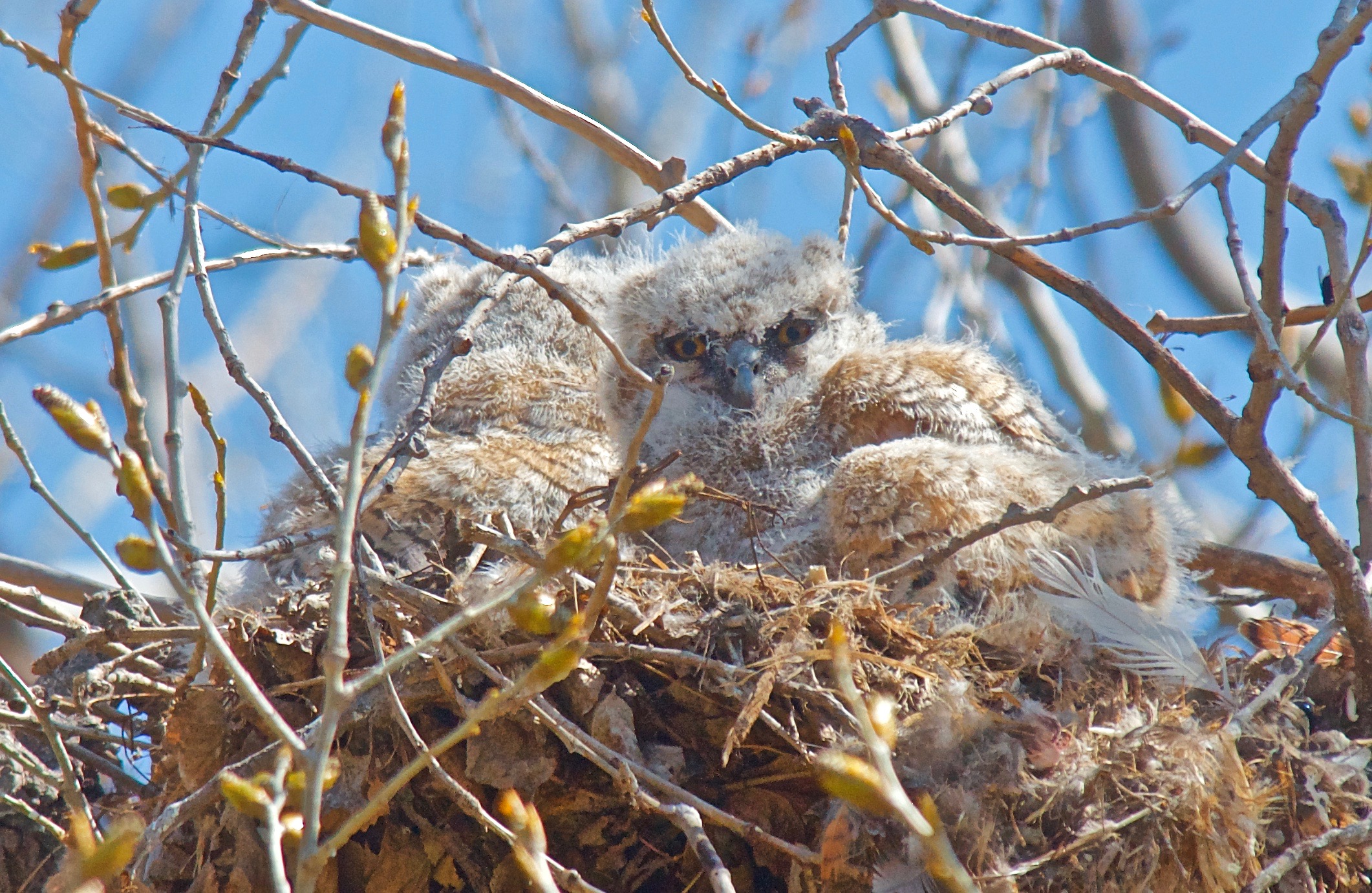 Baby Great-Horned Owls