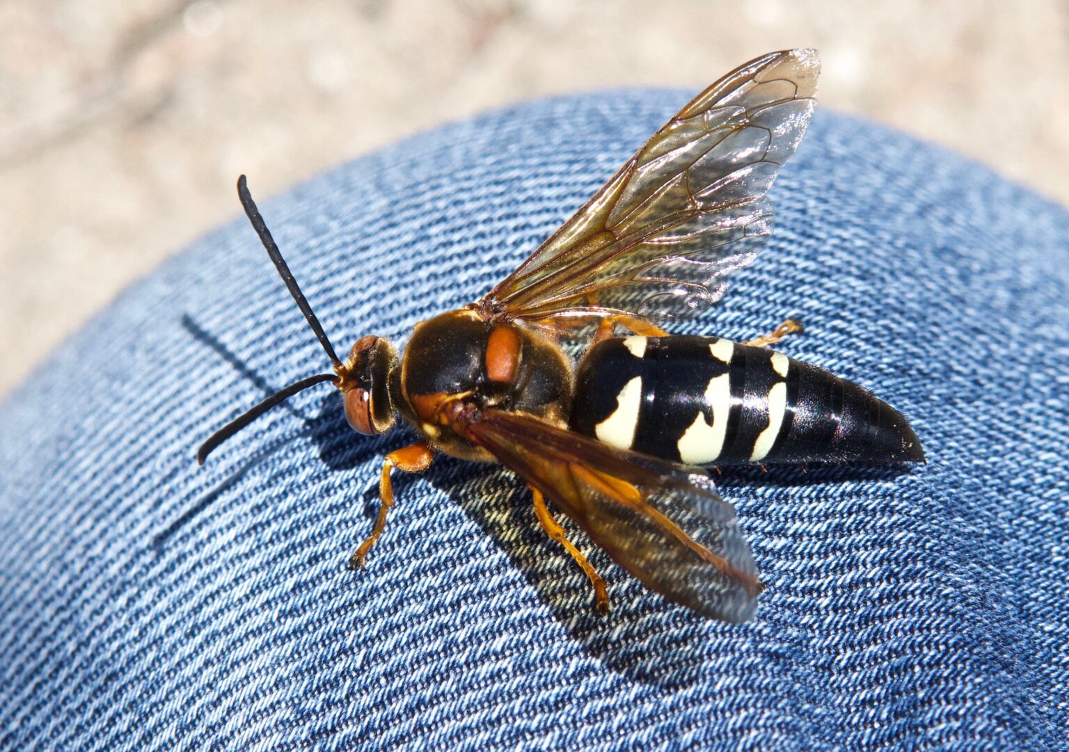 Wasps (Plus) - Plants and Animals of Northeast Colorado