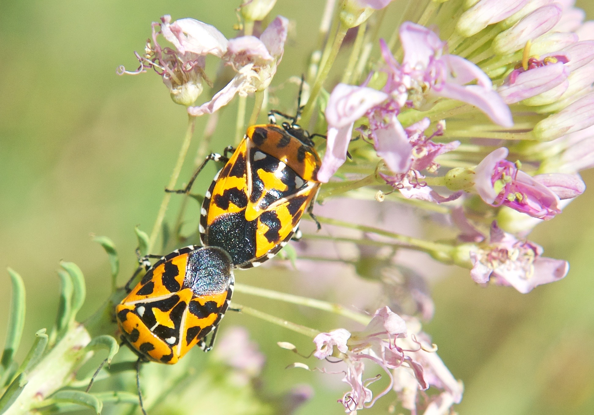 Harlequin Bug on Rocky Mountain Bee Plant