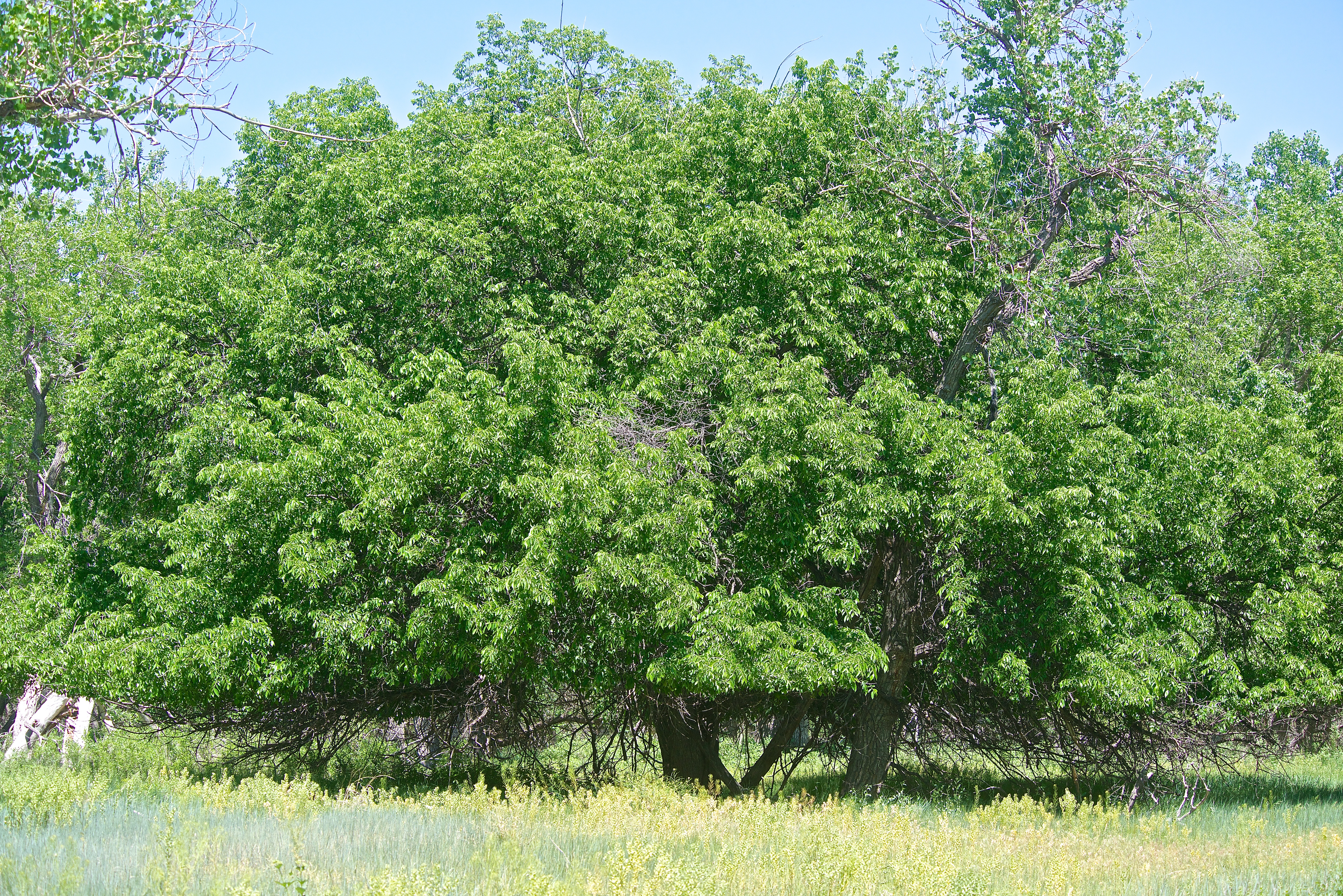 Black or Rock (or Cork) Elm Tree at the River