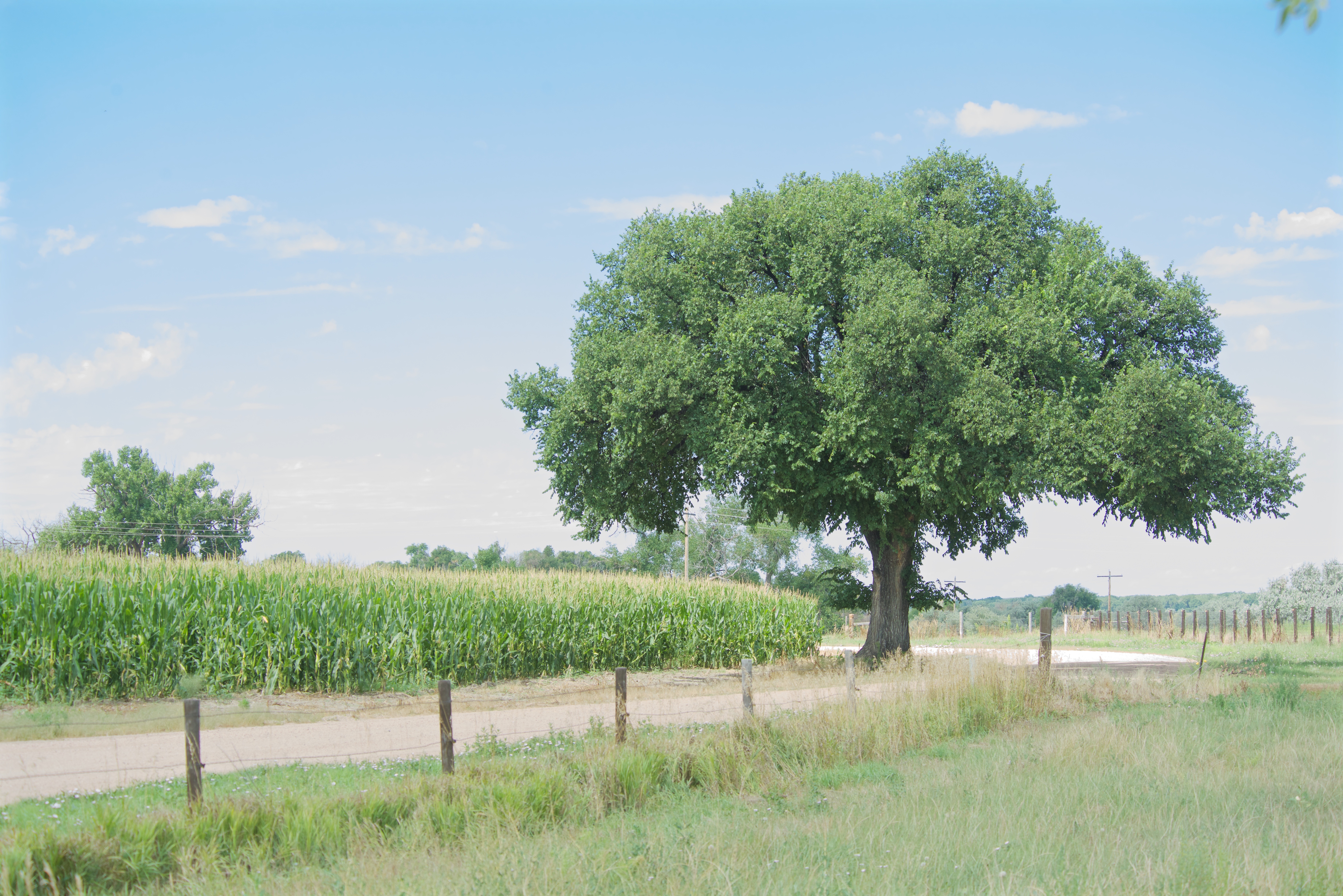 Rock Elm near Messex