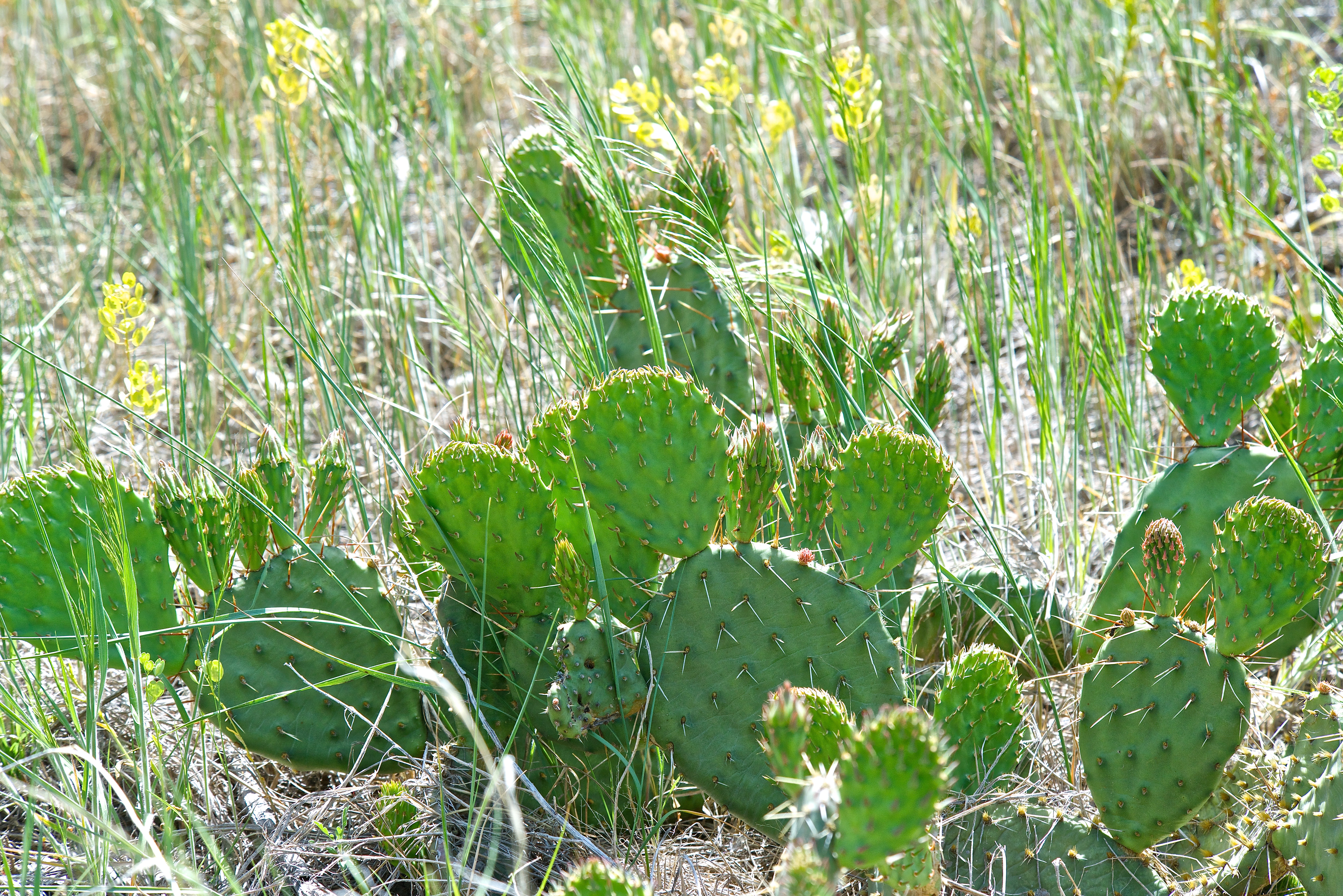 Opuntia at the River