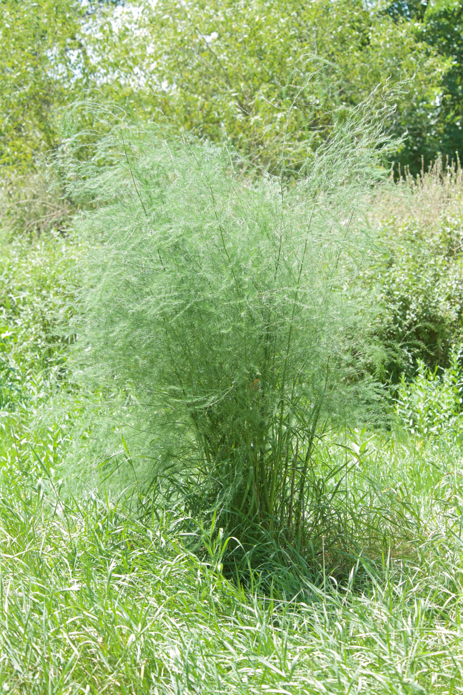 Wild Asparagus Plants And Animals Of Northeast Colorado