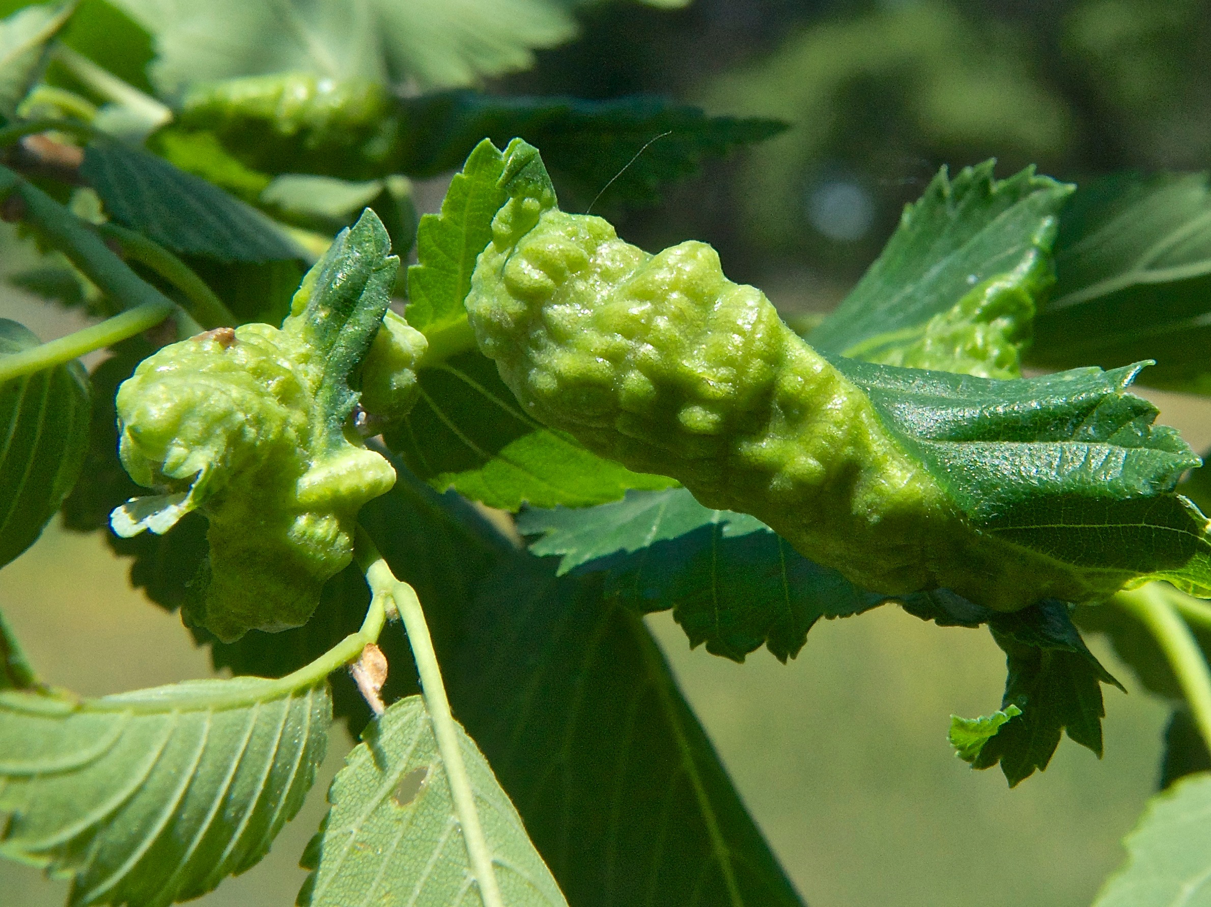 Gall on Elm