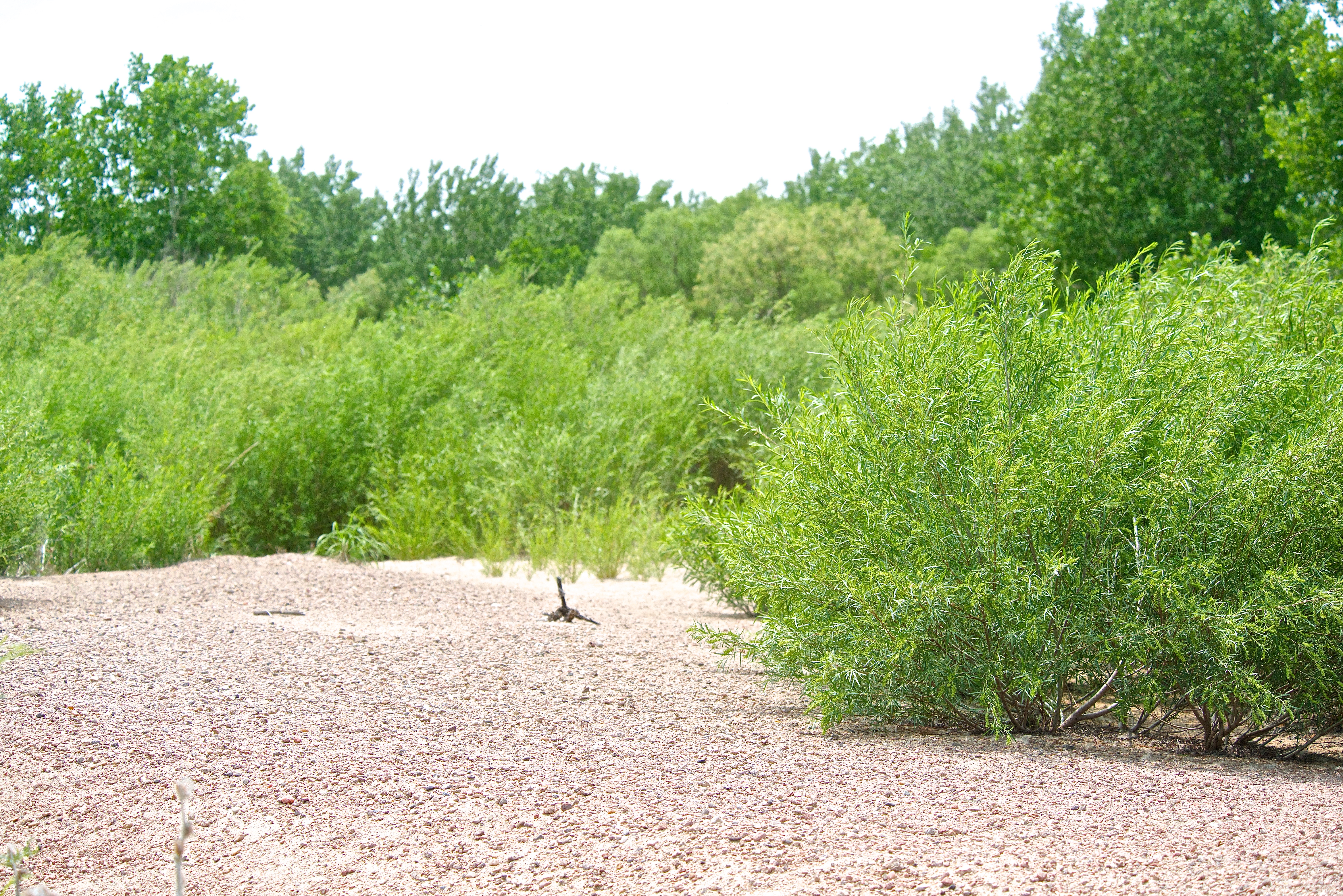 Coyote Willow