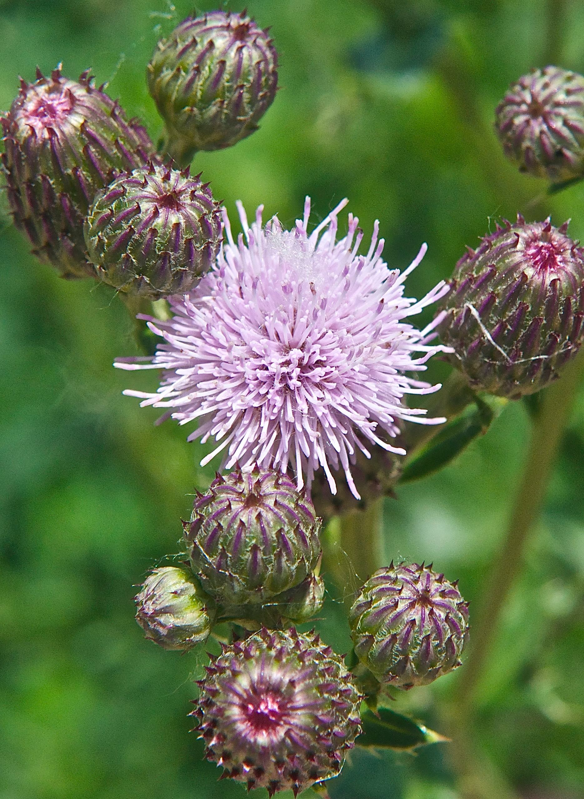 Canada Thistle (Cirsium arvense)