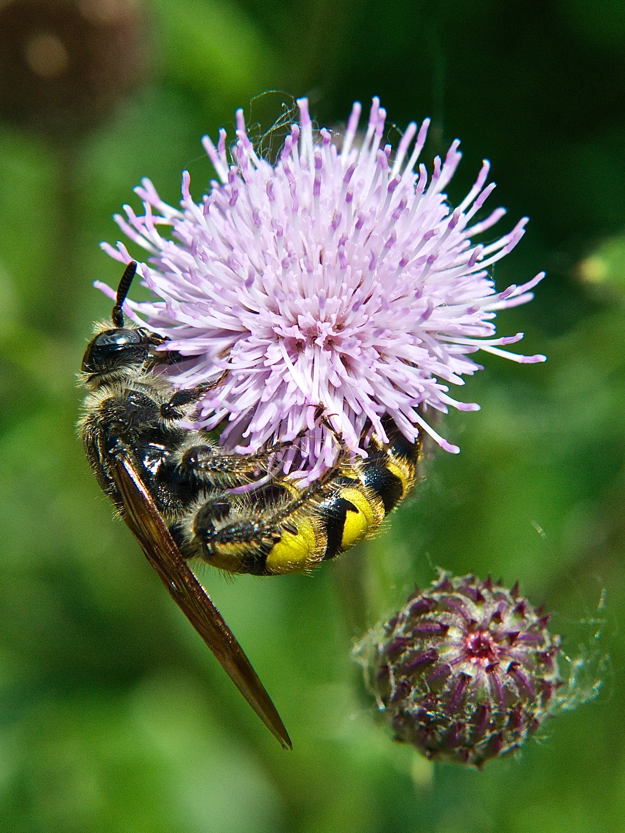 Yellow Jacket Wasp on Canada Thistle