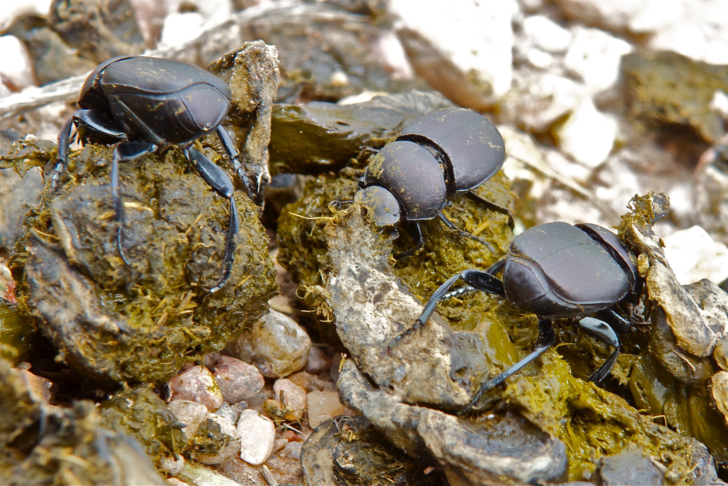 Dung Beetles