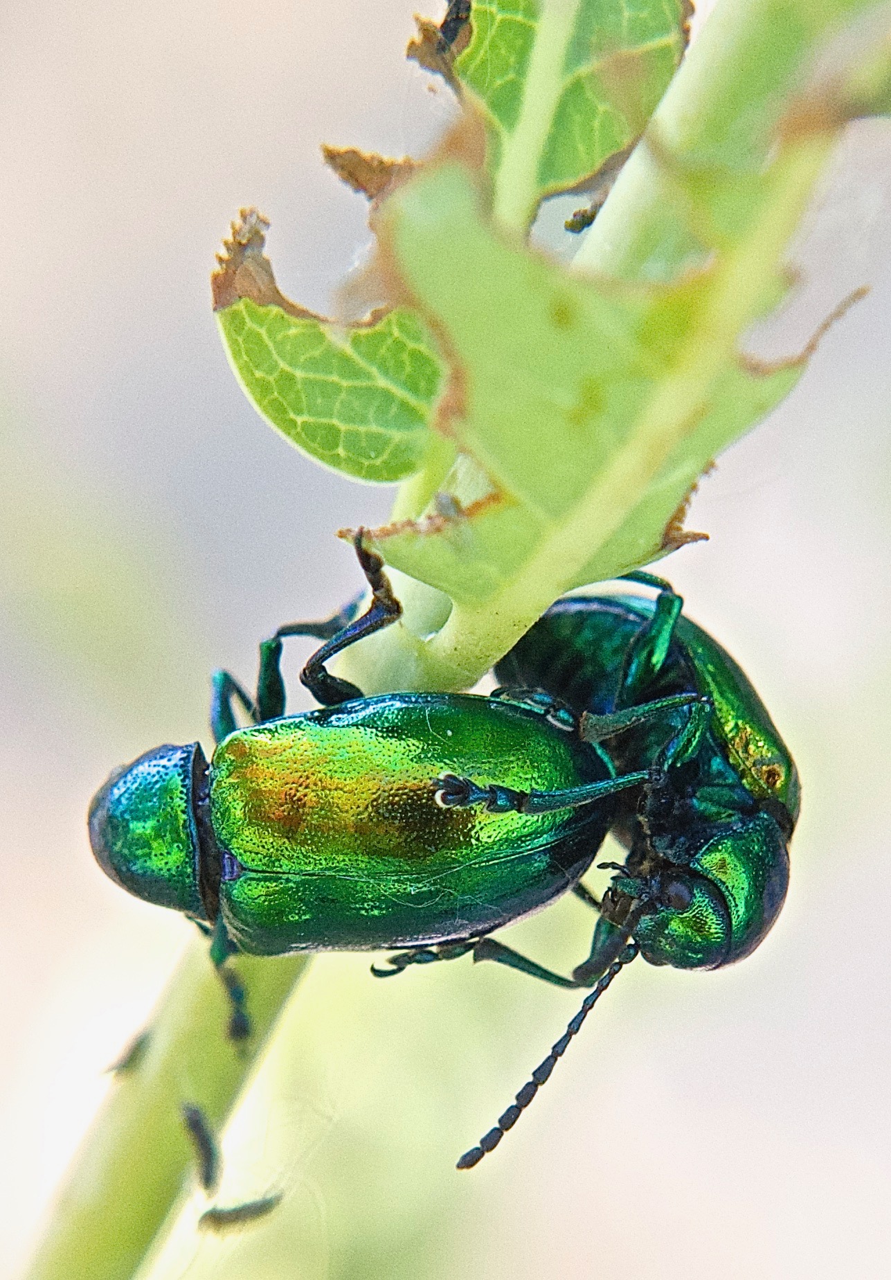 Dogbane Beetle (Chrysochus aurasus)