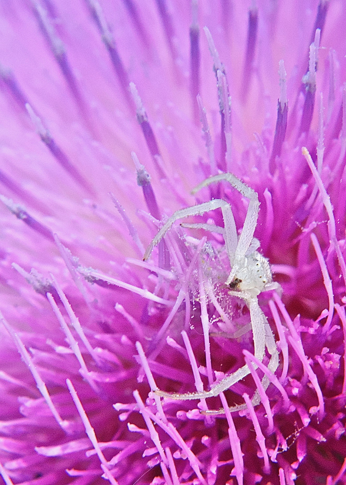 White Flower Spider on Musk Thistle