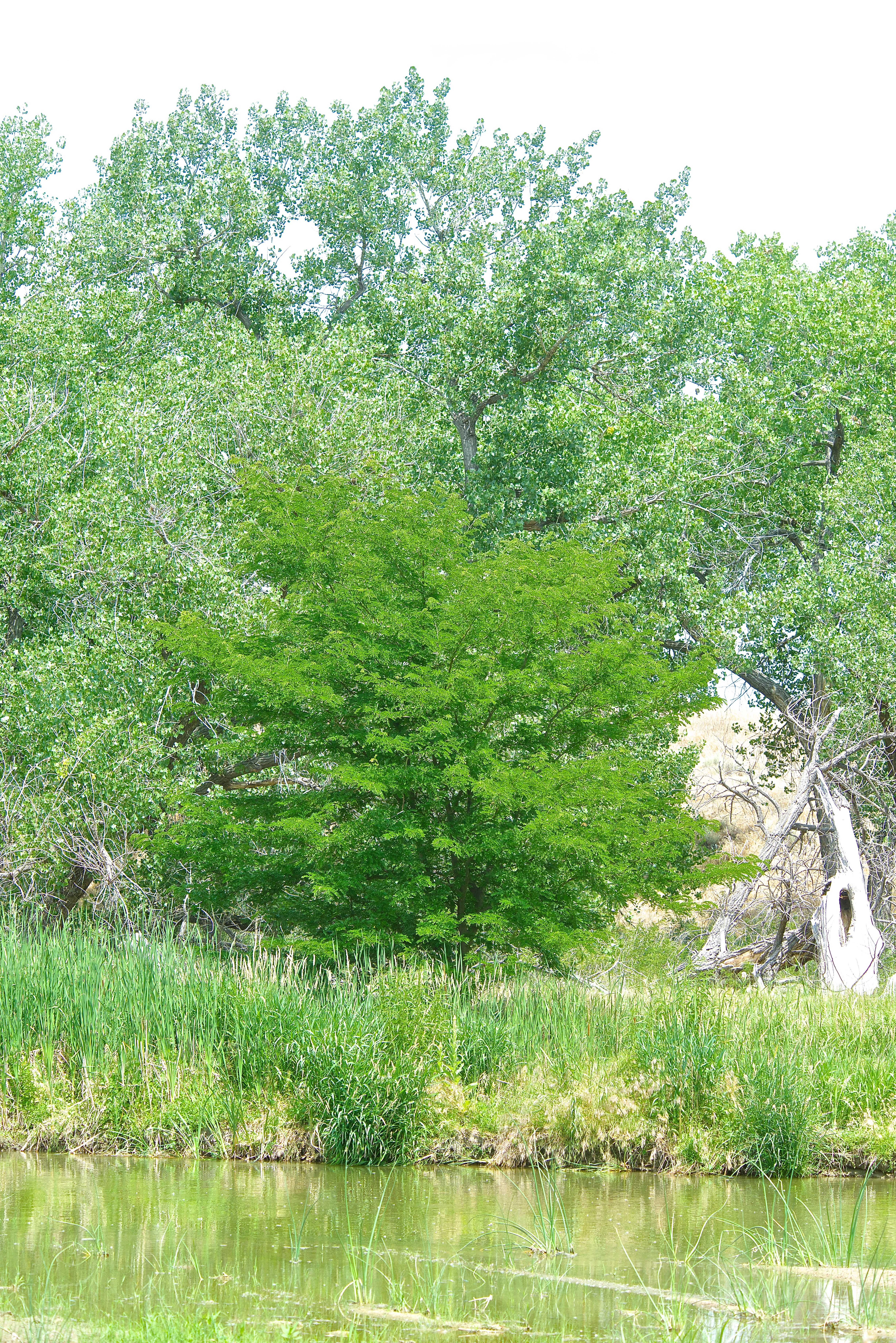 Honey Locust at the River