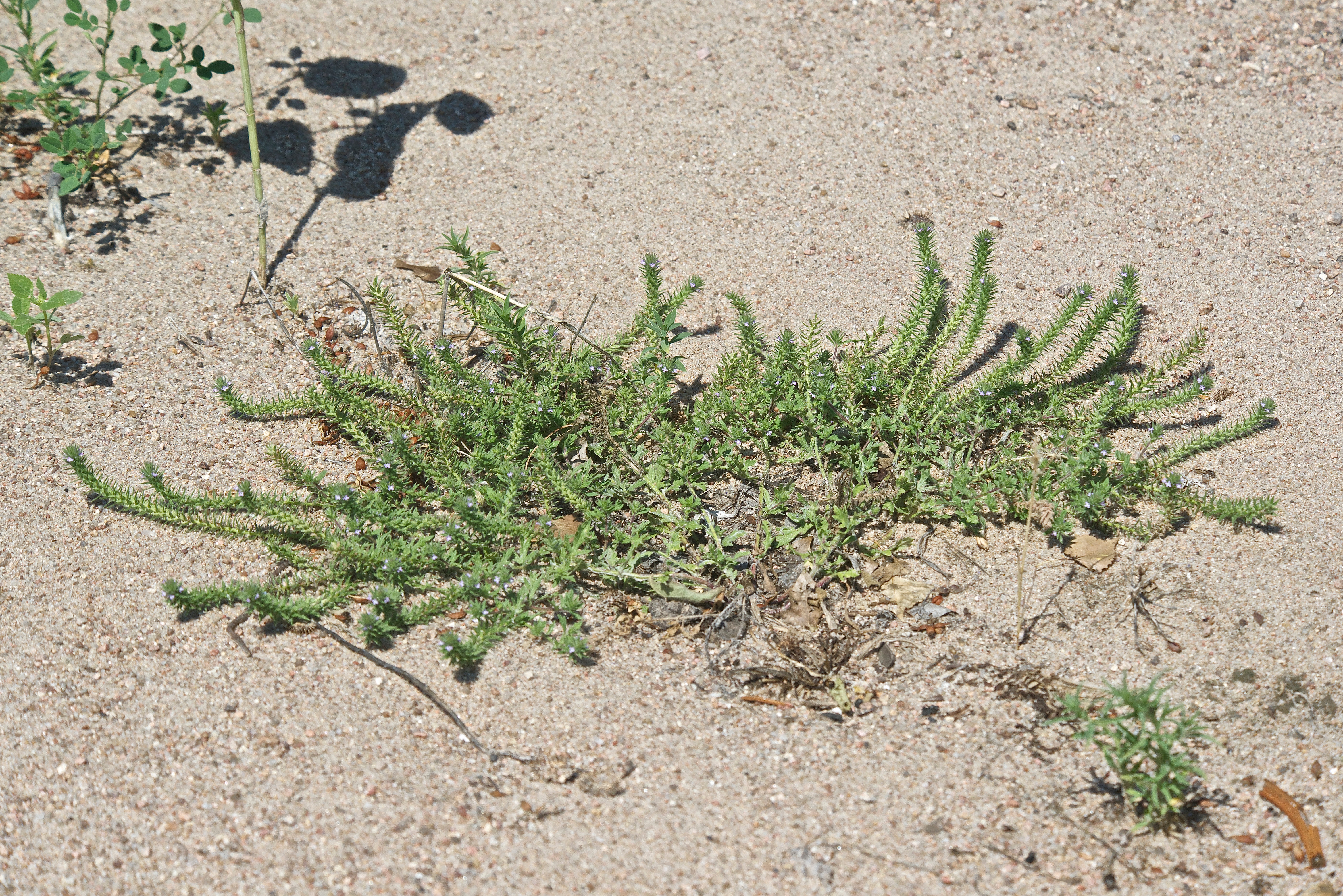 Common Vervain (Verbena bracteata)