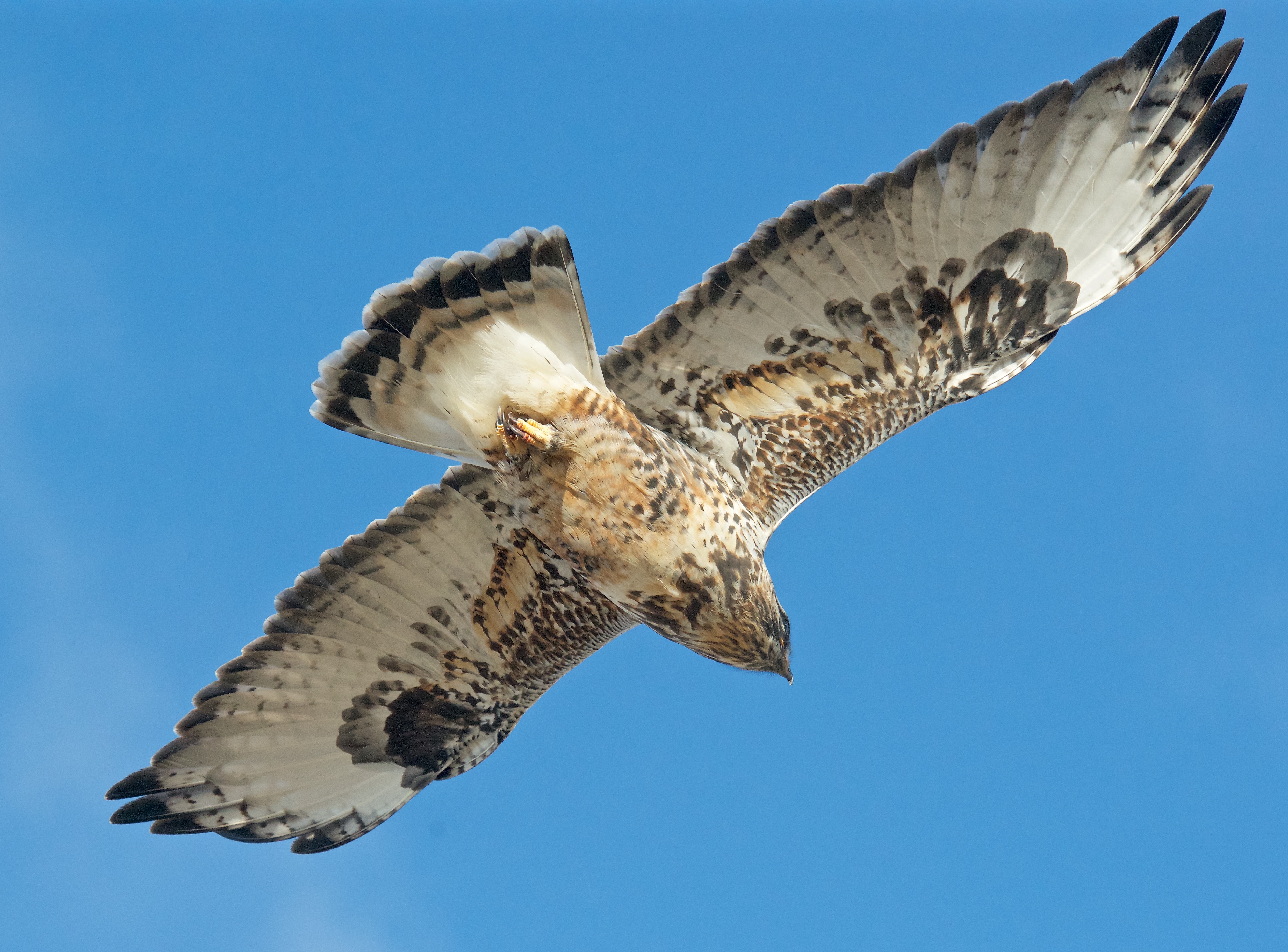 Rough-Legged Hawk