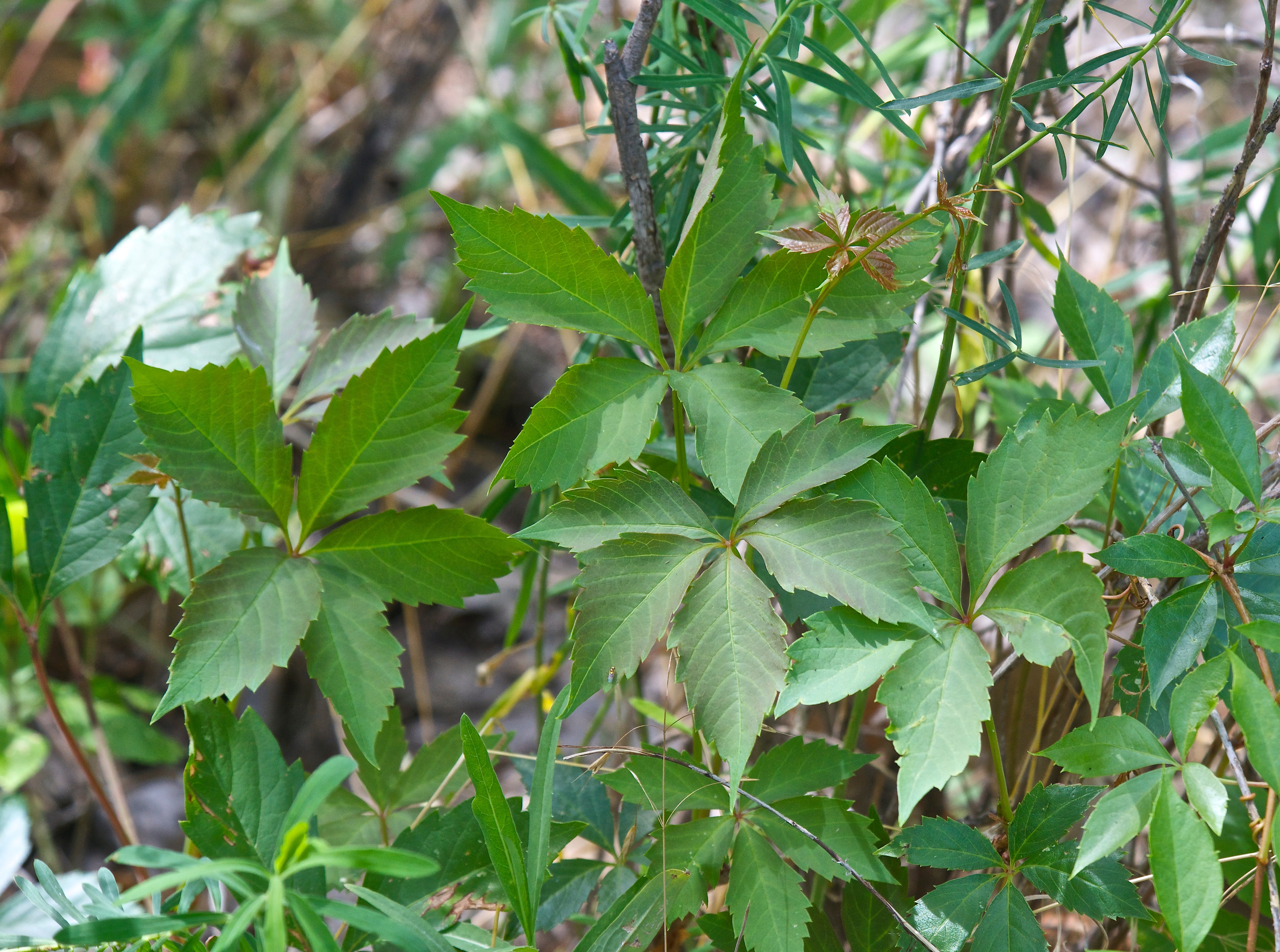 Virginia Creeper (Parthenocissus quinquefolia)