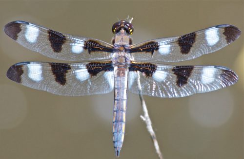 Dragonflies - Plants and Animals of Northeast Colorado