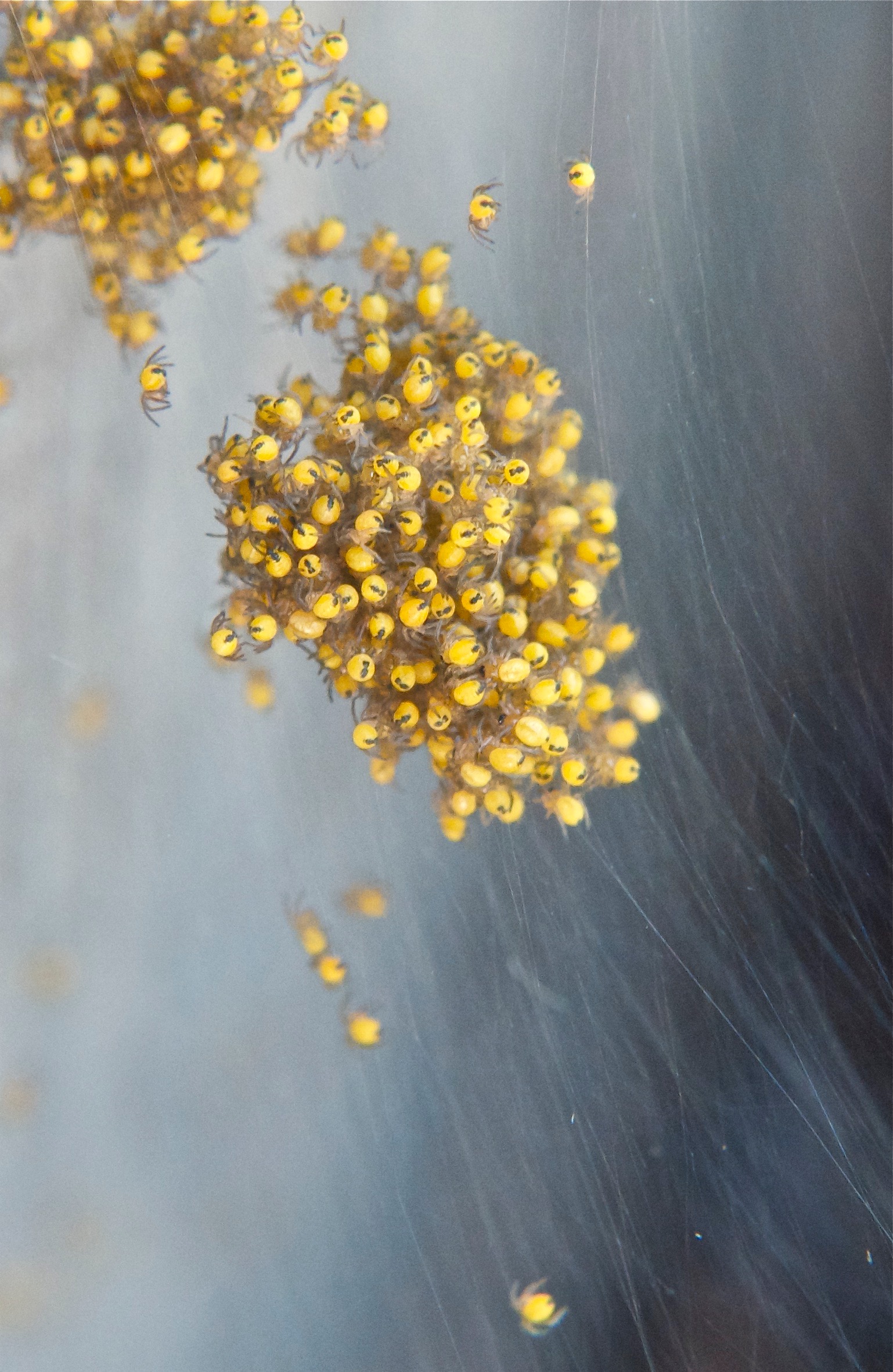 Baby Spiders (Banded?)