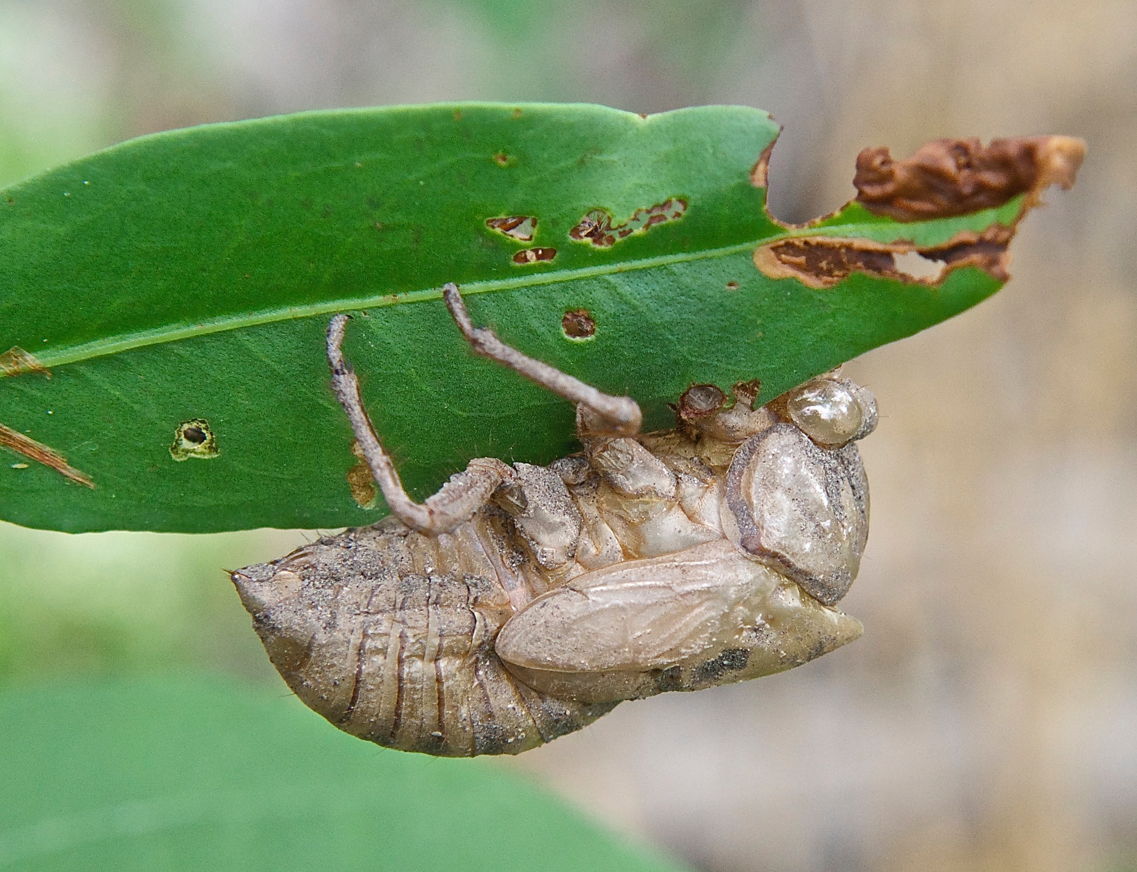 Cicada Husk