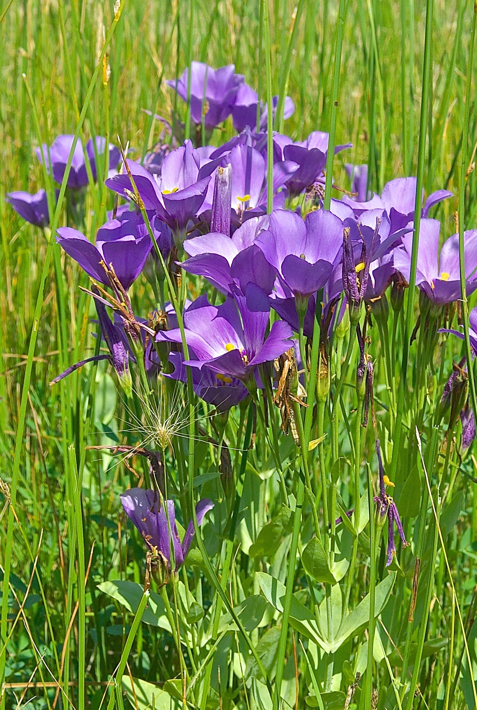 Prairie Gentian (Eustoma russellianum)