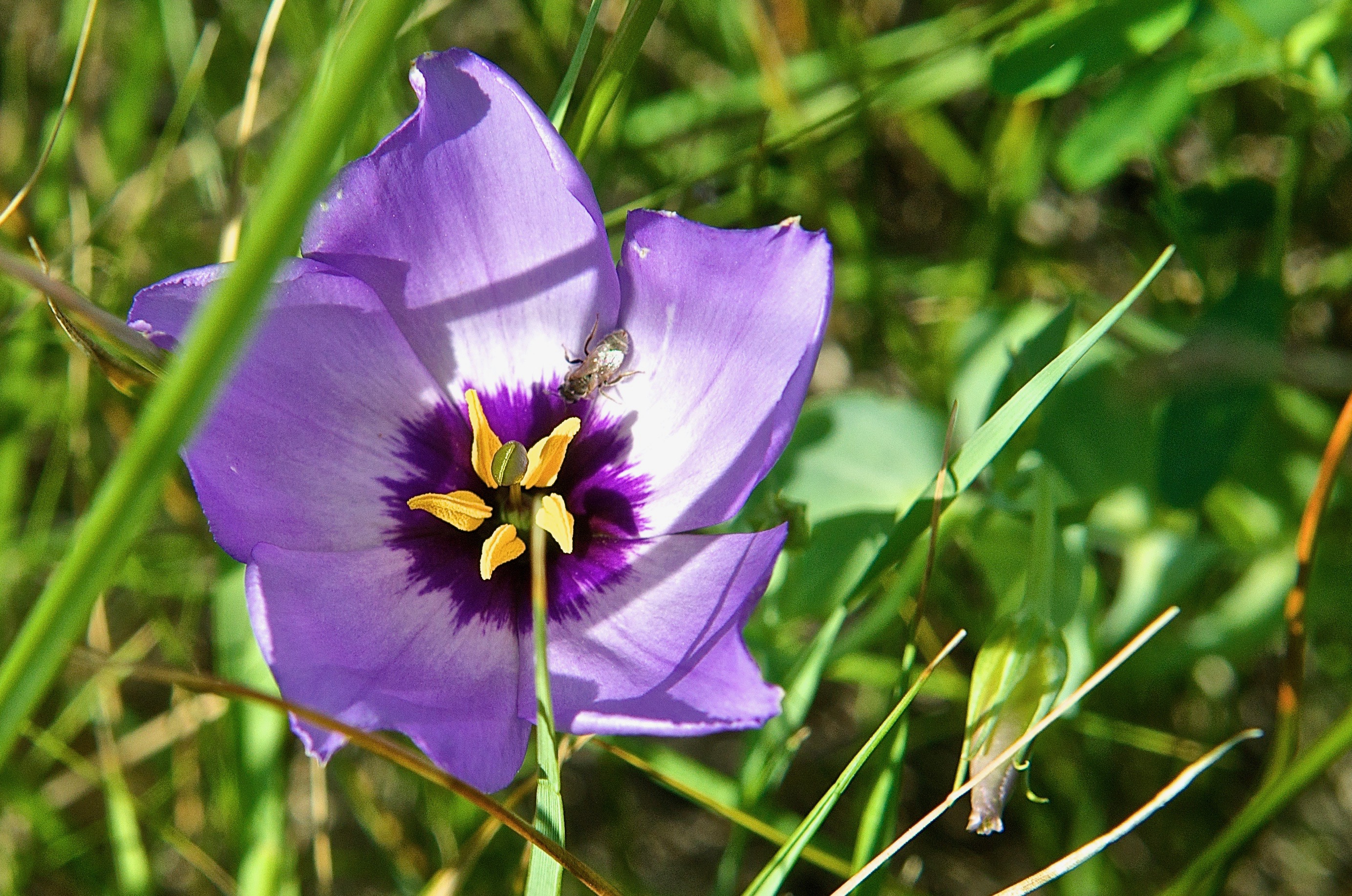 Prairie Gentian (Eustoma russellianum)