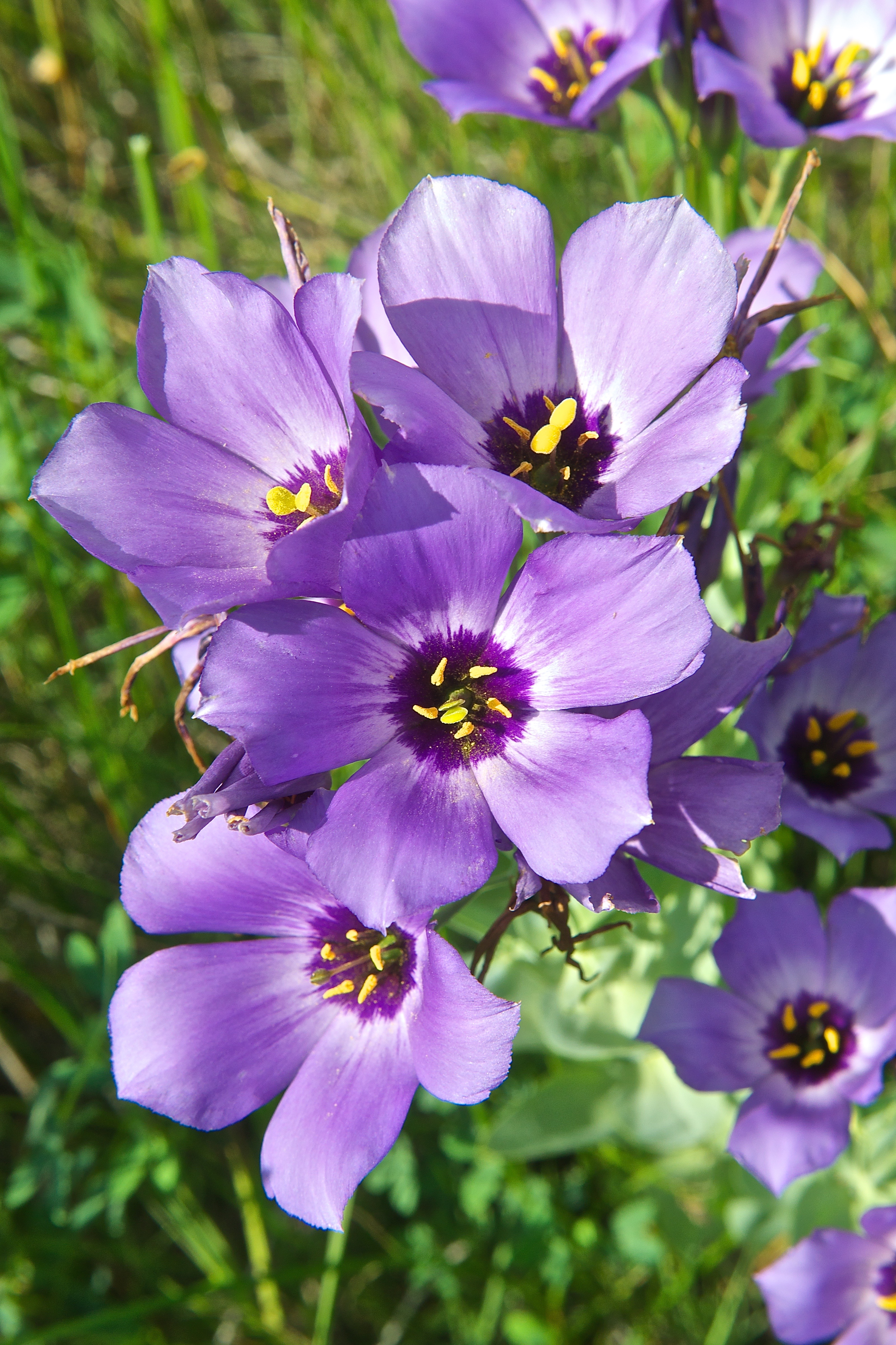 Prairie Gentian (Eustoma russellianum)