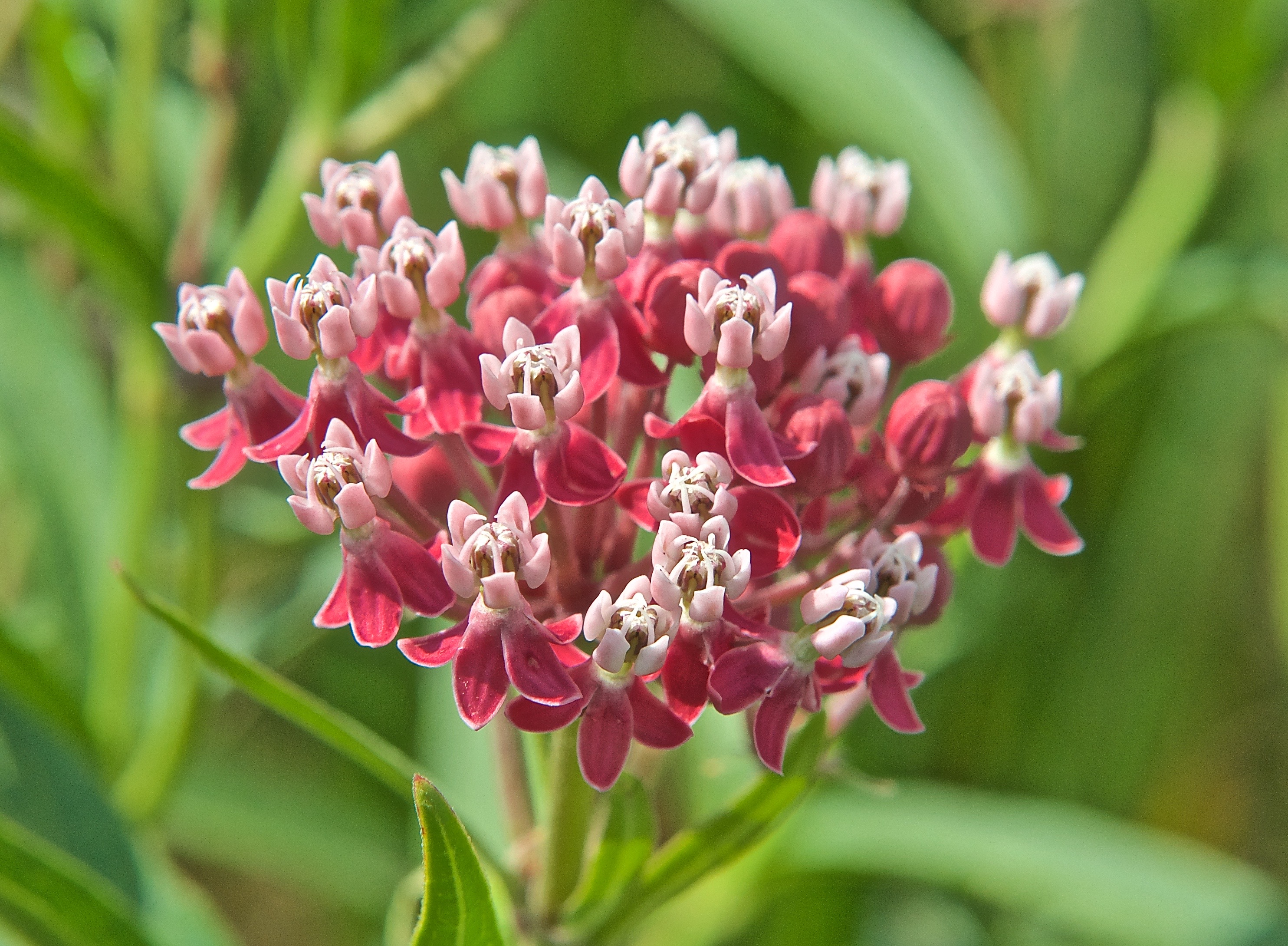 Swamp Milkweed (Asclepias incarnata) - Plants and Animals of Northeast ...