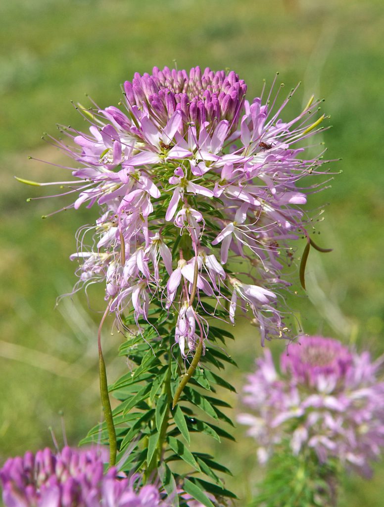 Rocky Mountain Bee Plant (Cleome surrulata) Plants and Animals of