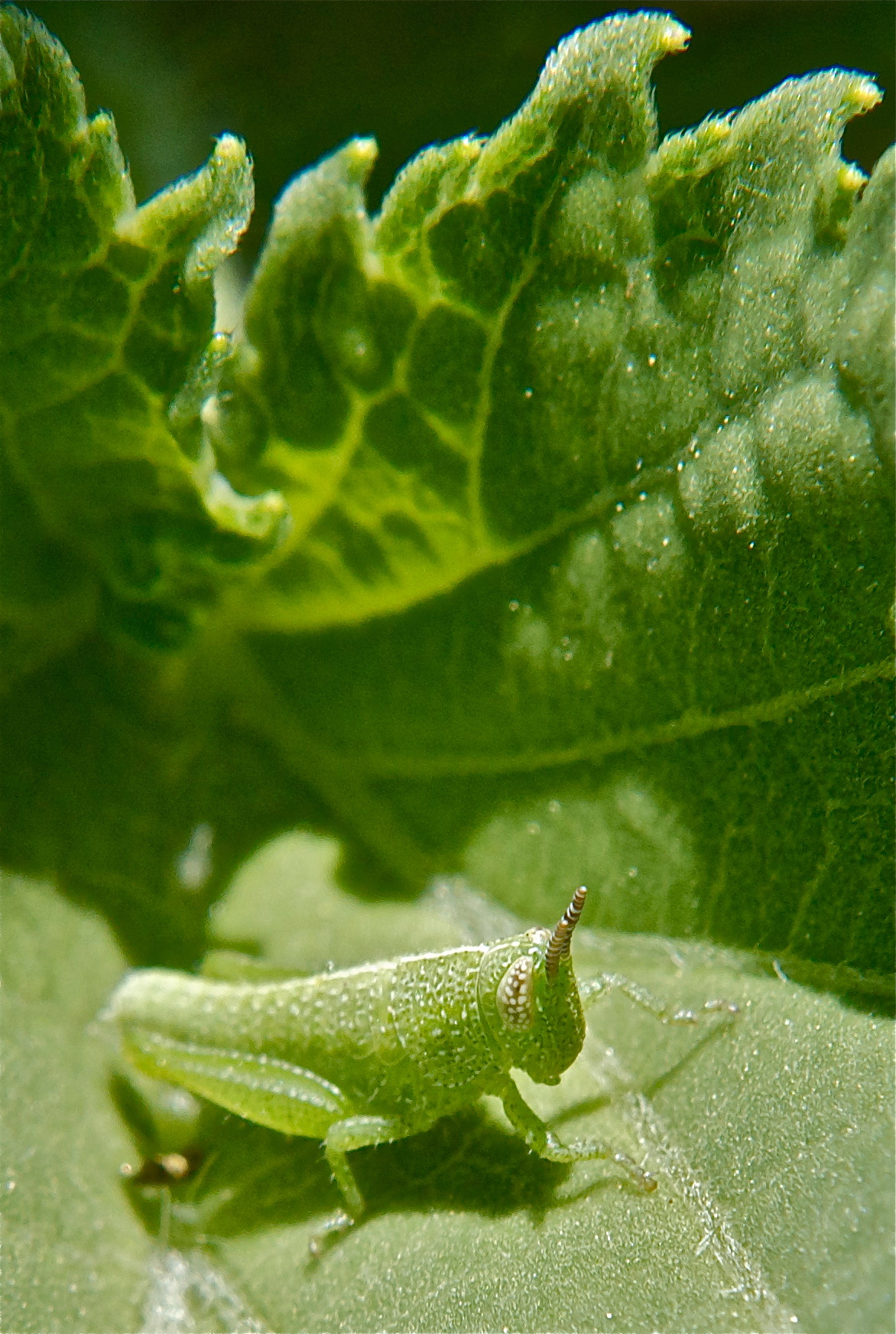 Immature Katydid?