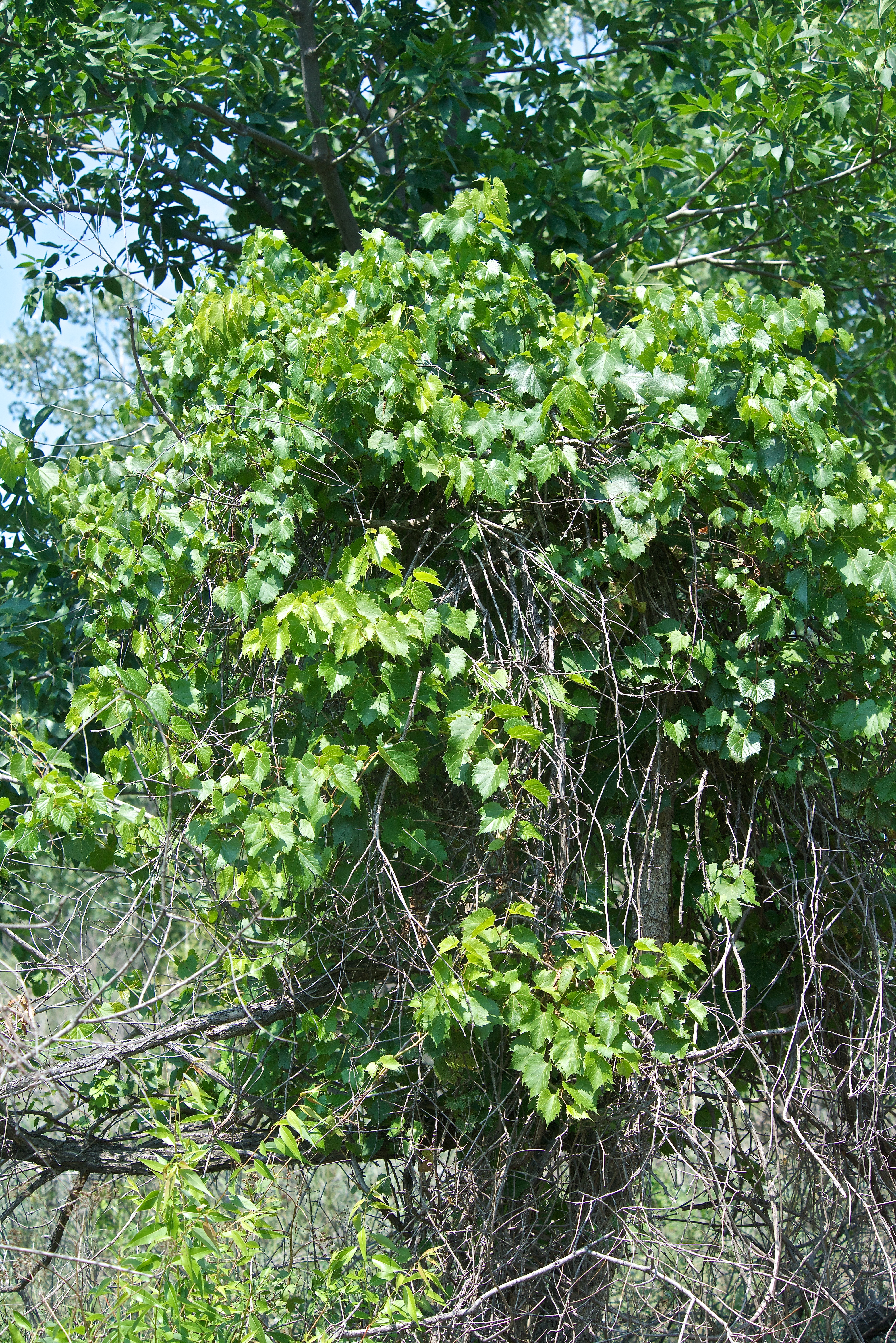 Wild Grapes