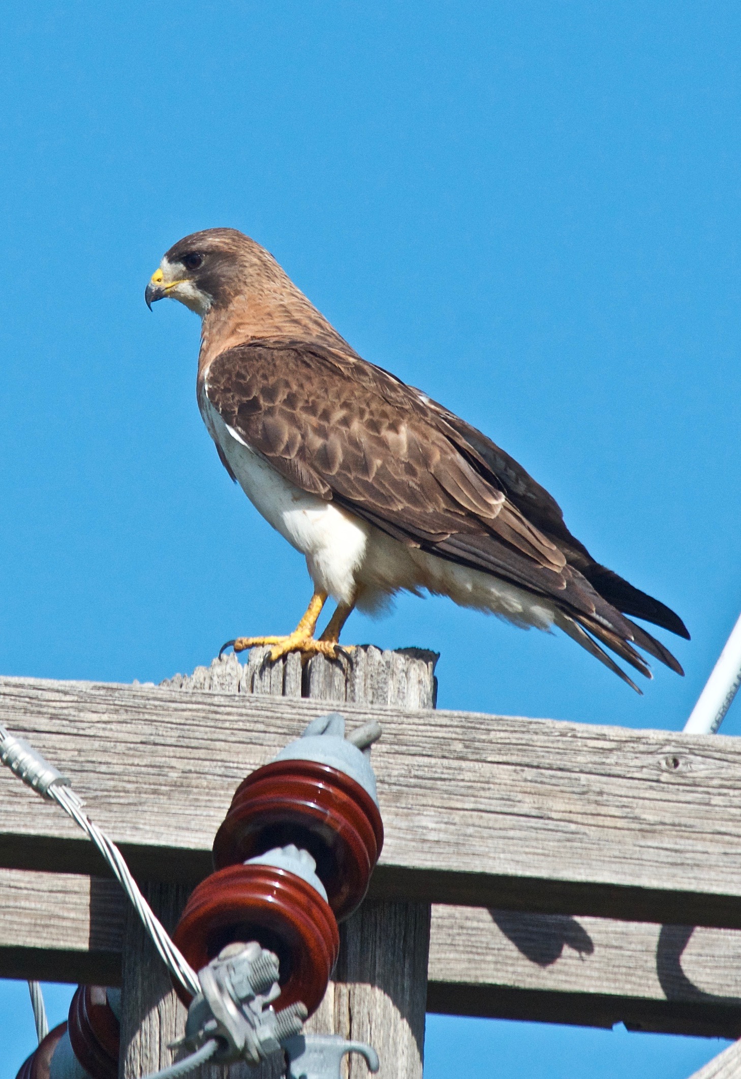 Swainson's Hawk