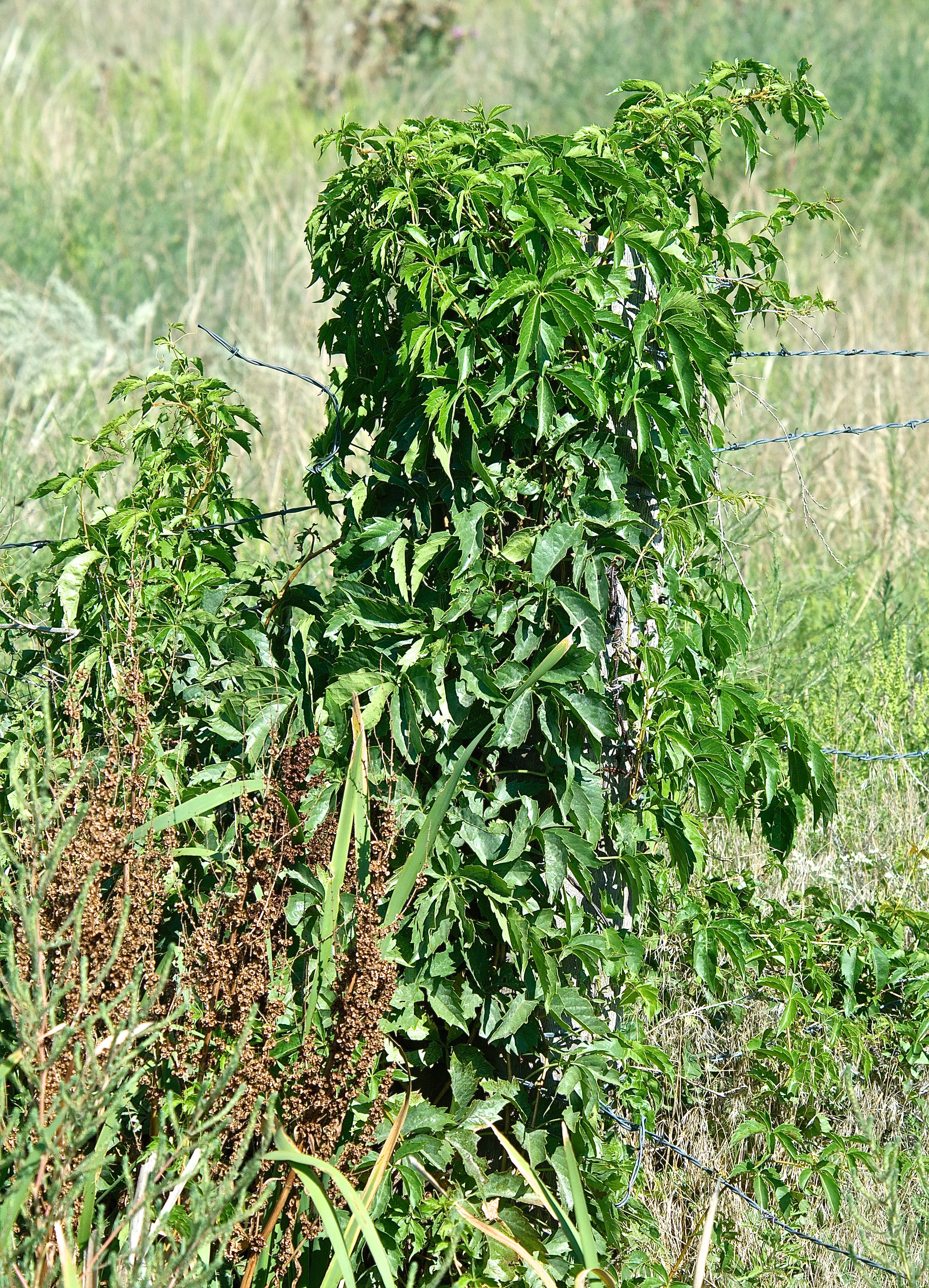 Virginia Creeper (Parthenocissus quinquefolia)