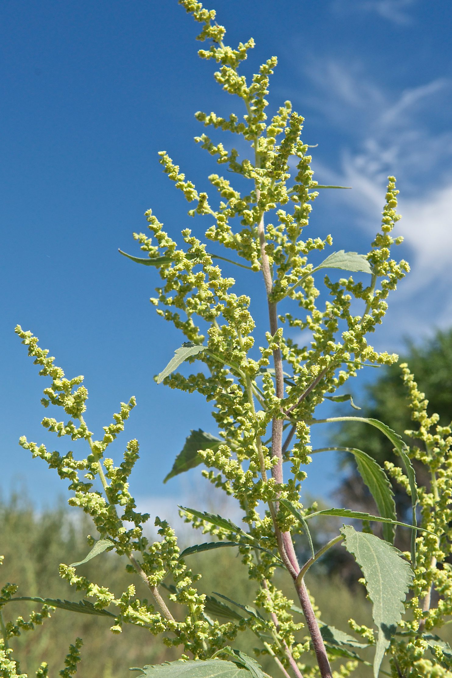 Burweed Marsh Elder (Cyclachaena xanthiifolia) - Plants and Animals of