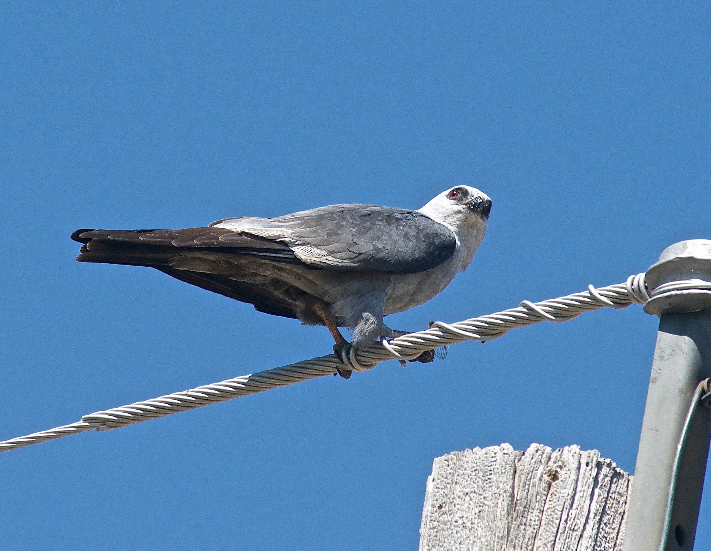 Mississippi Kite (With Cicada)