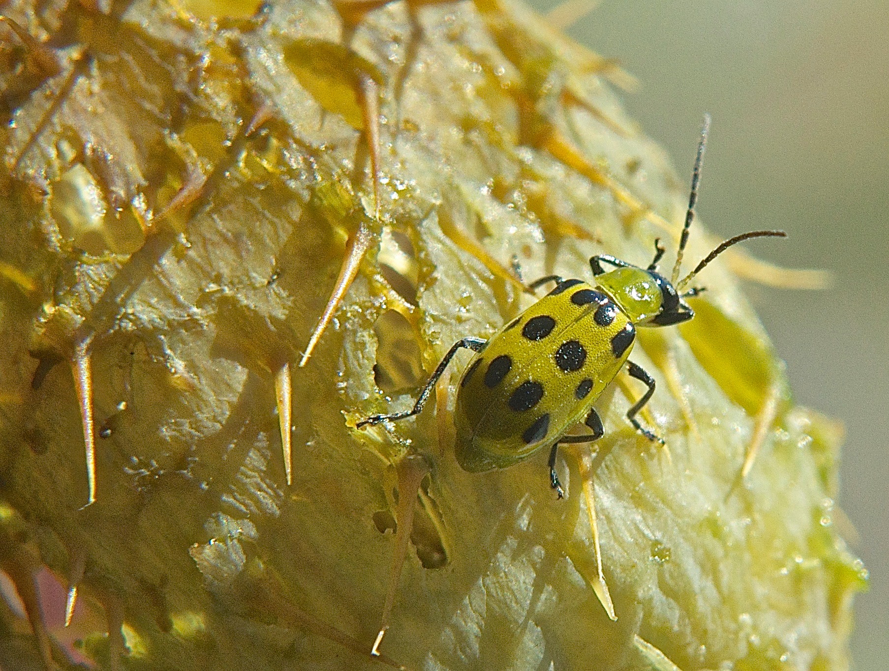 Spotted Cucumber Beetle