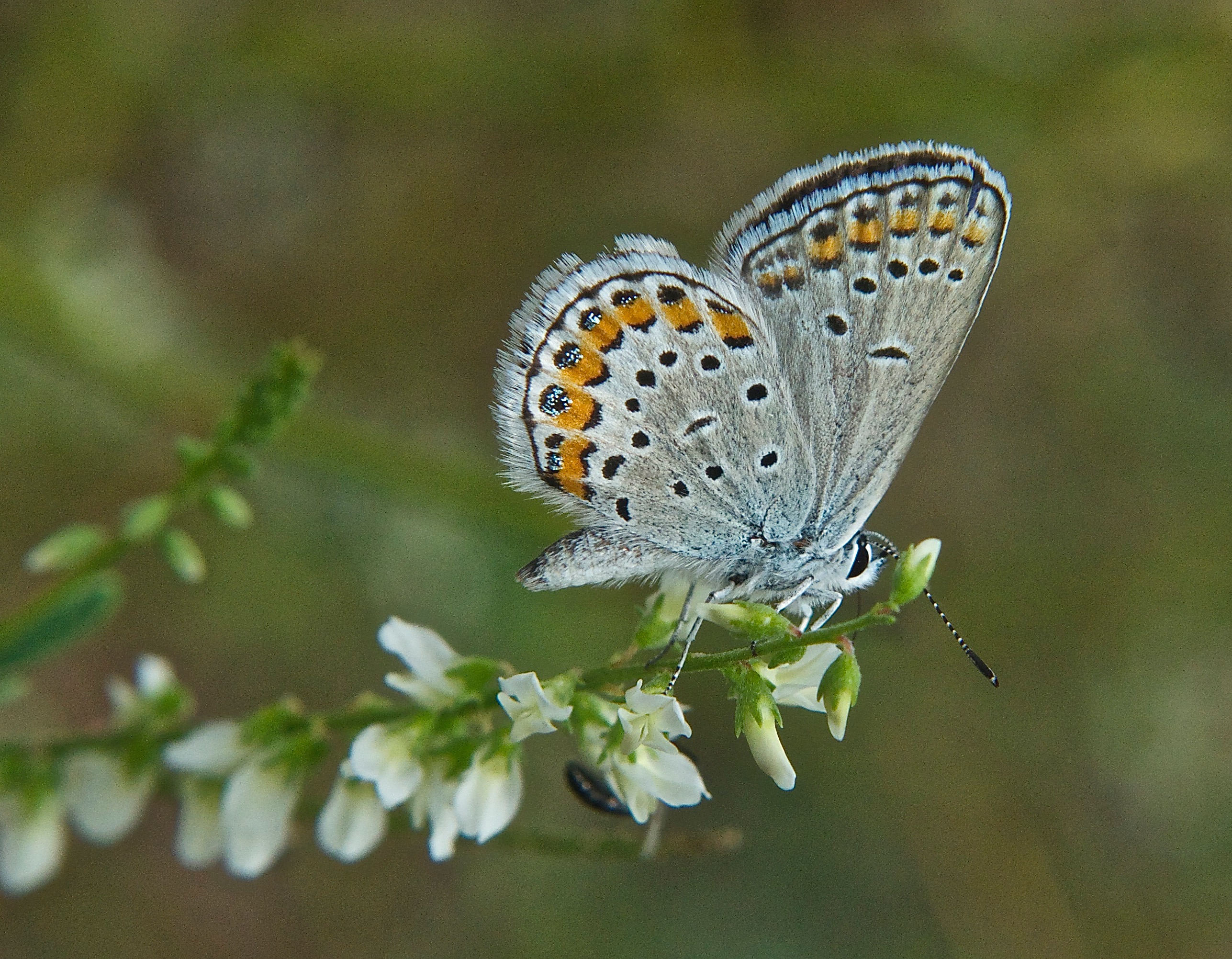 Rocky Mountain Dotted Blue Butterfly (Euphilotes ancilla)
