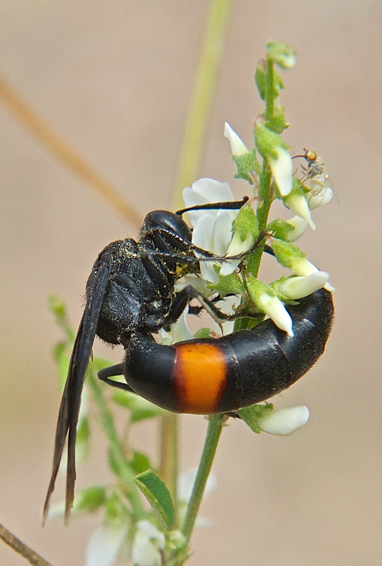 Stizoides renicinctus (No Common Name in English)